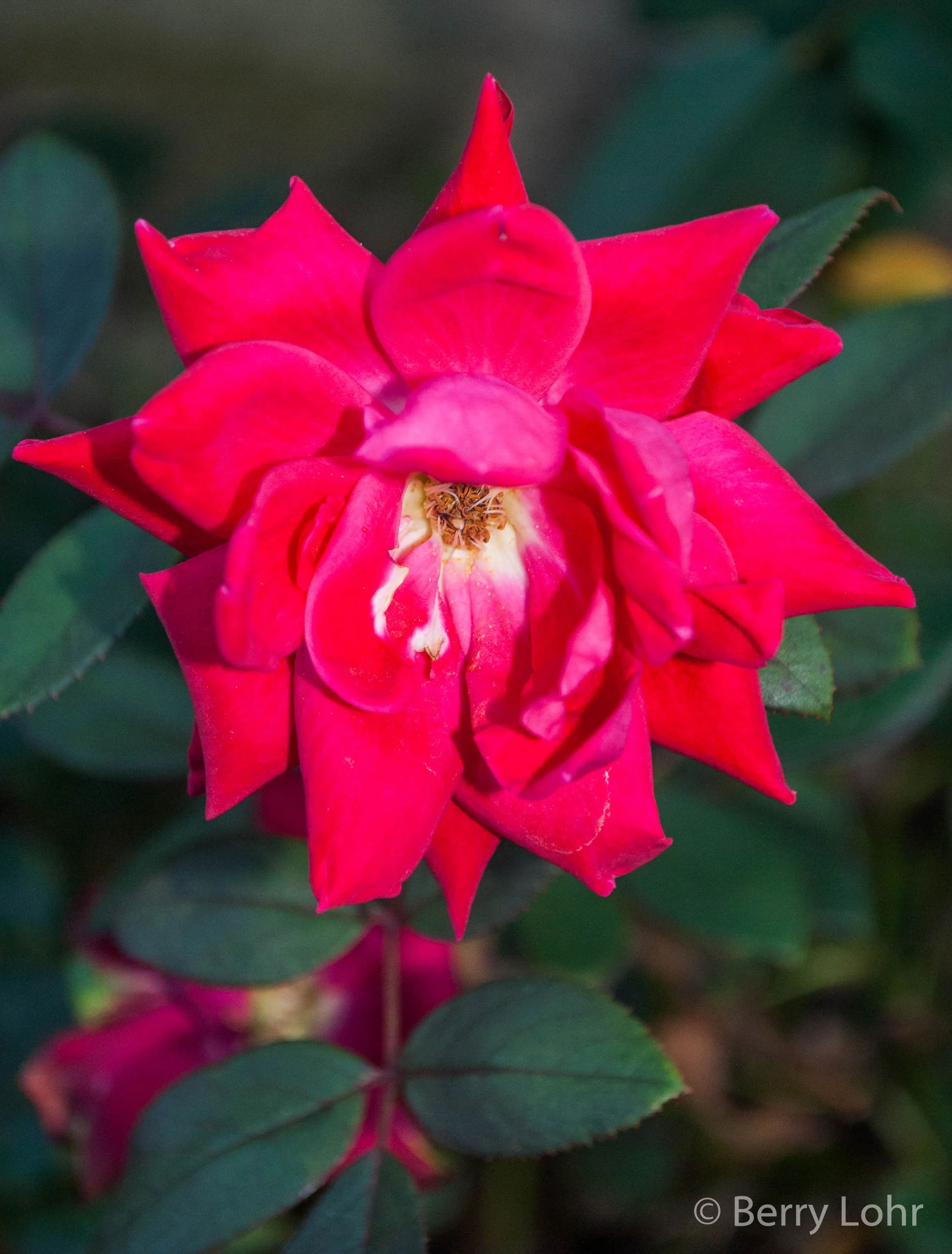 Flower 51
