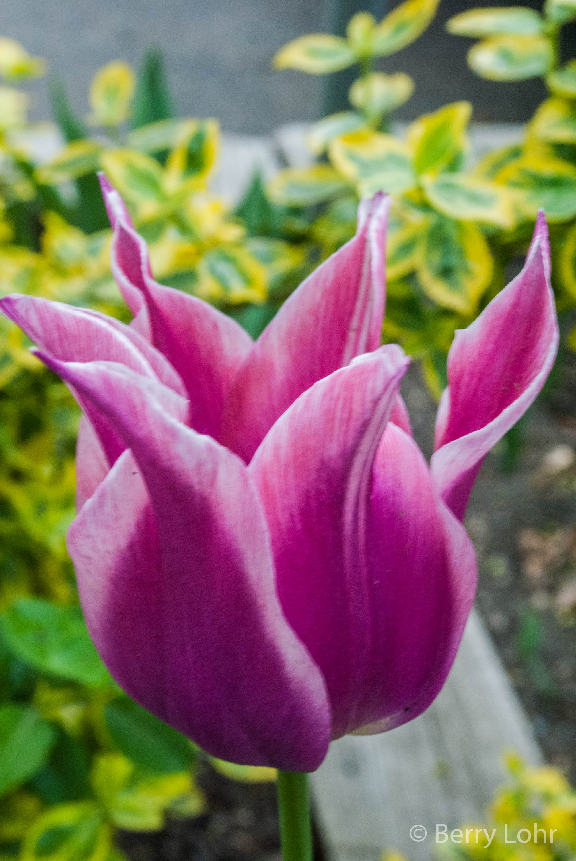 Flower 53