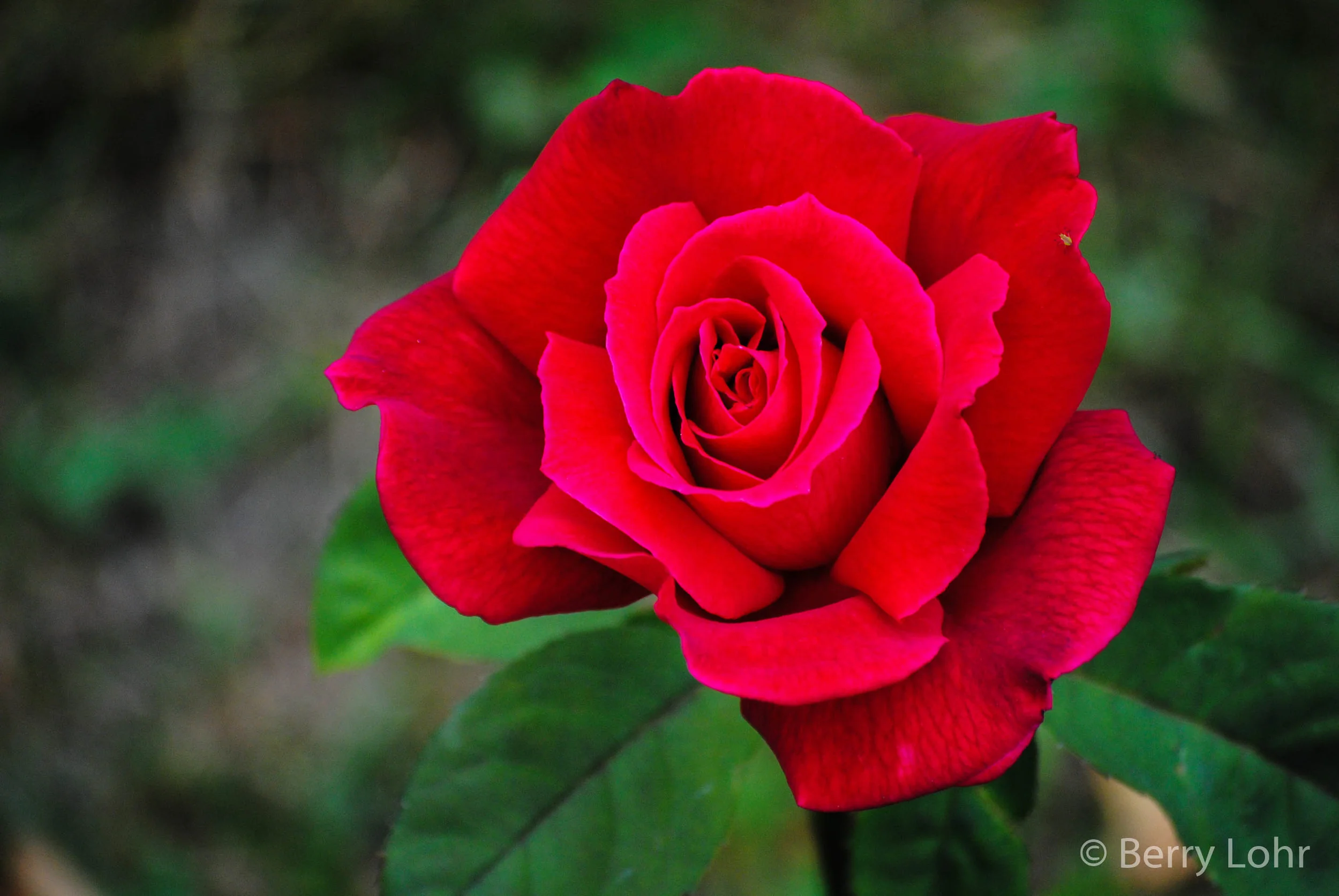 Flower 8