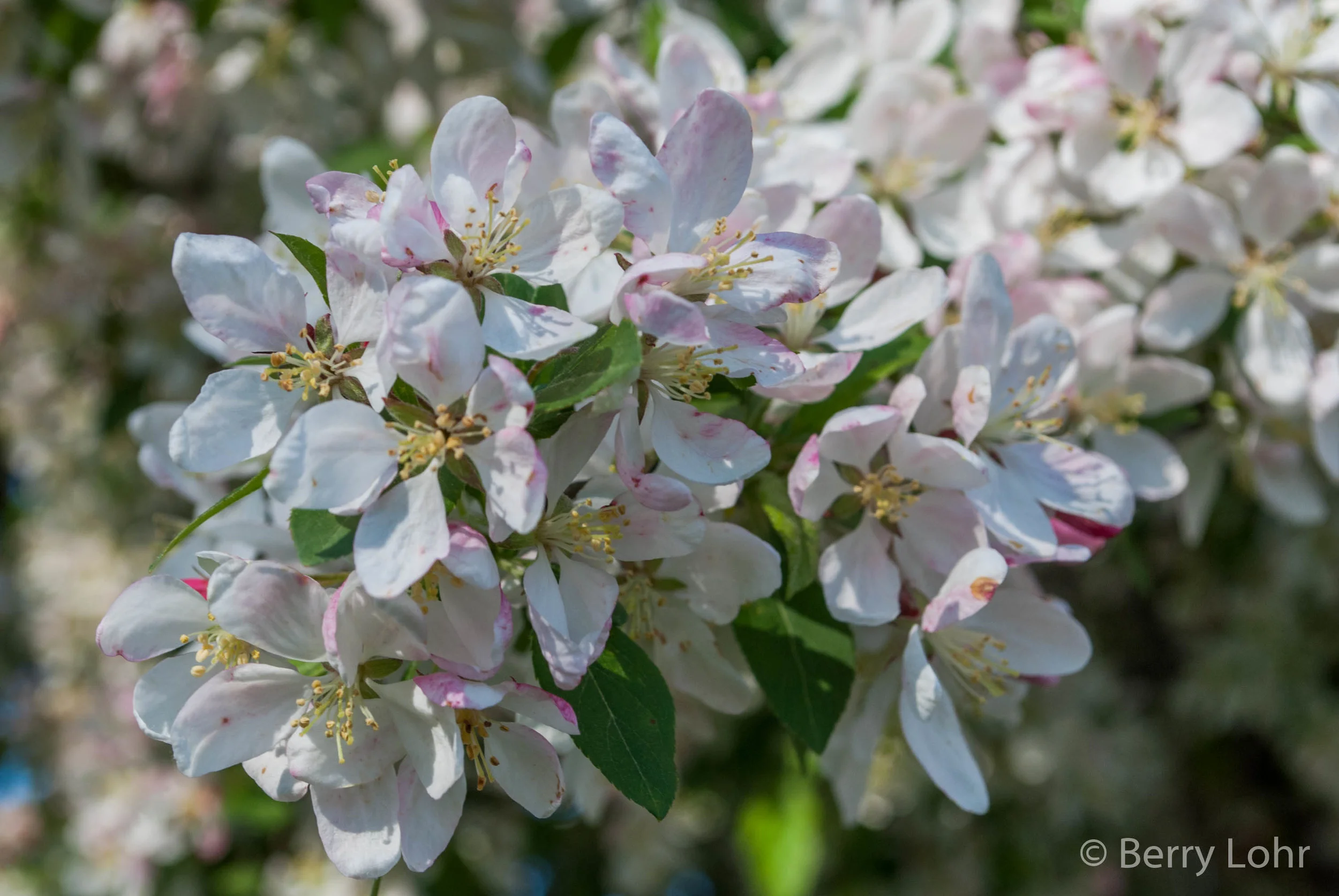 Flower 11