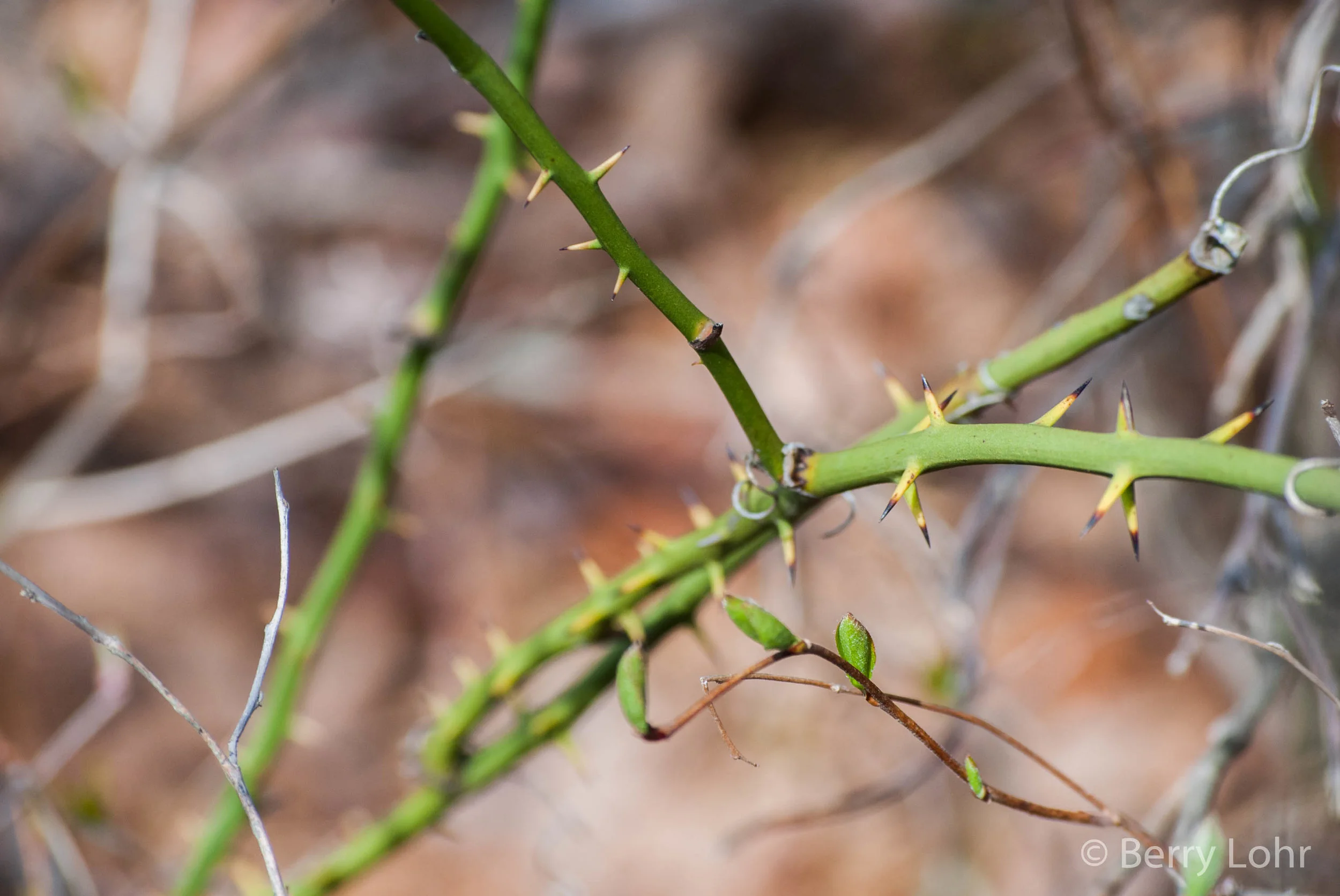 Thorns