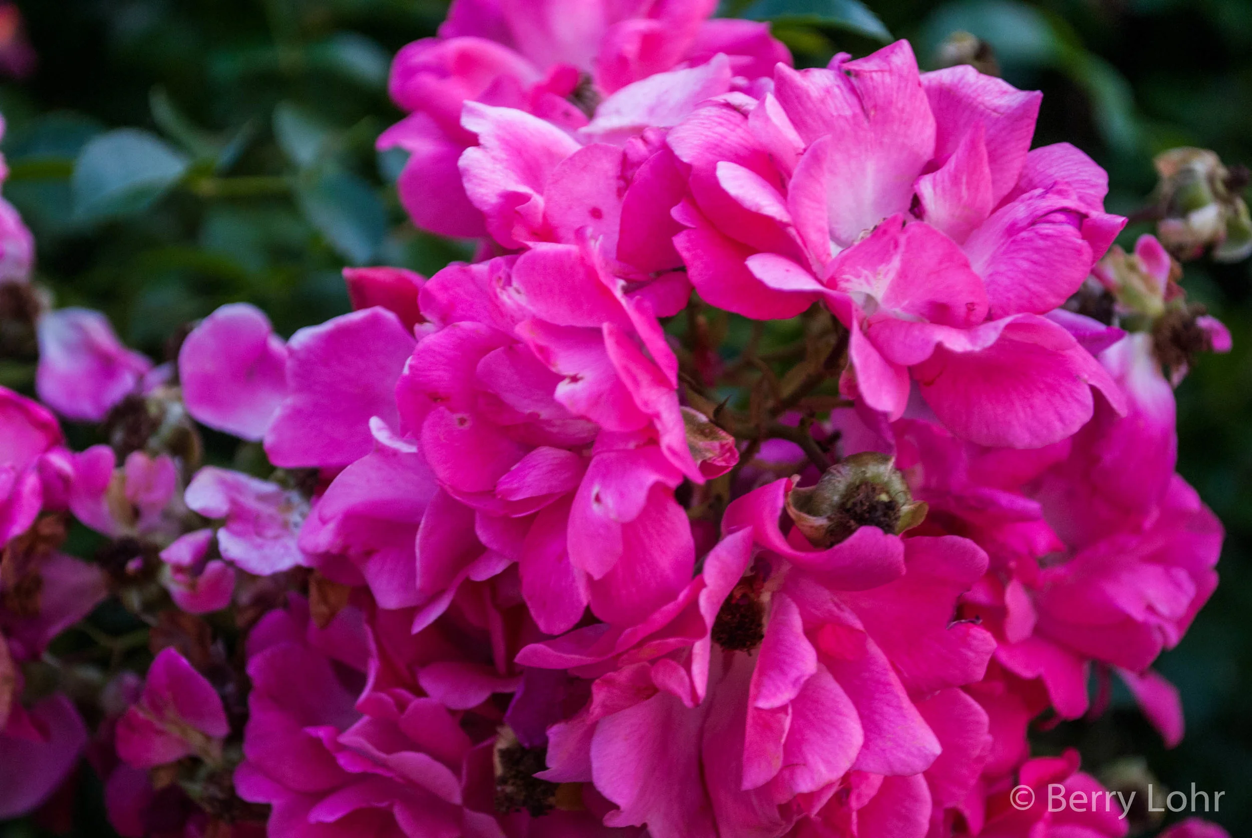 Flower 15