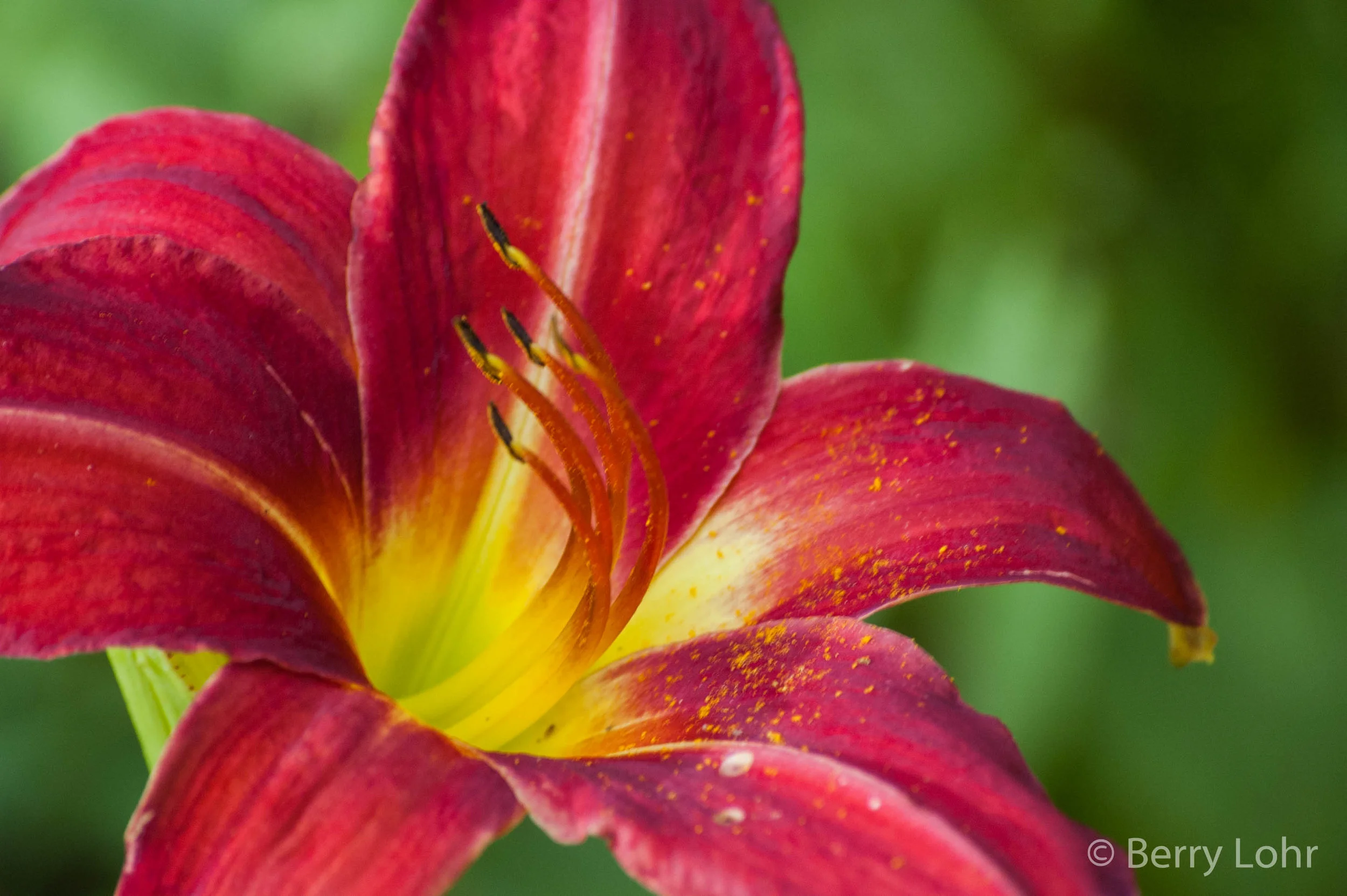Flower 23