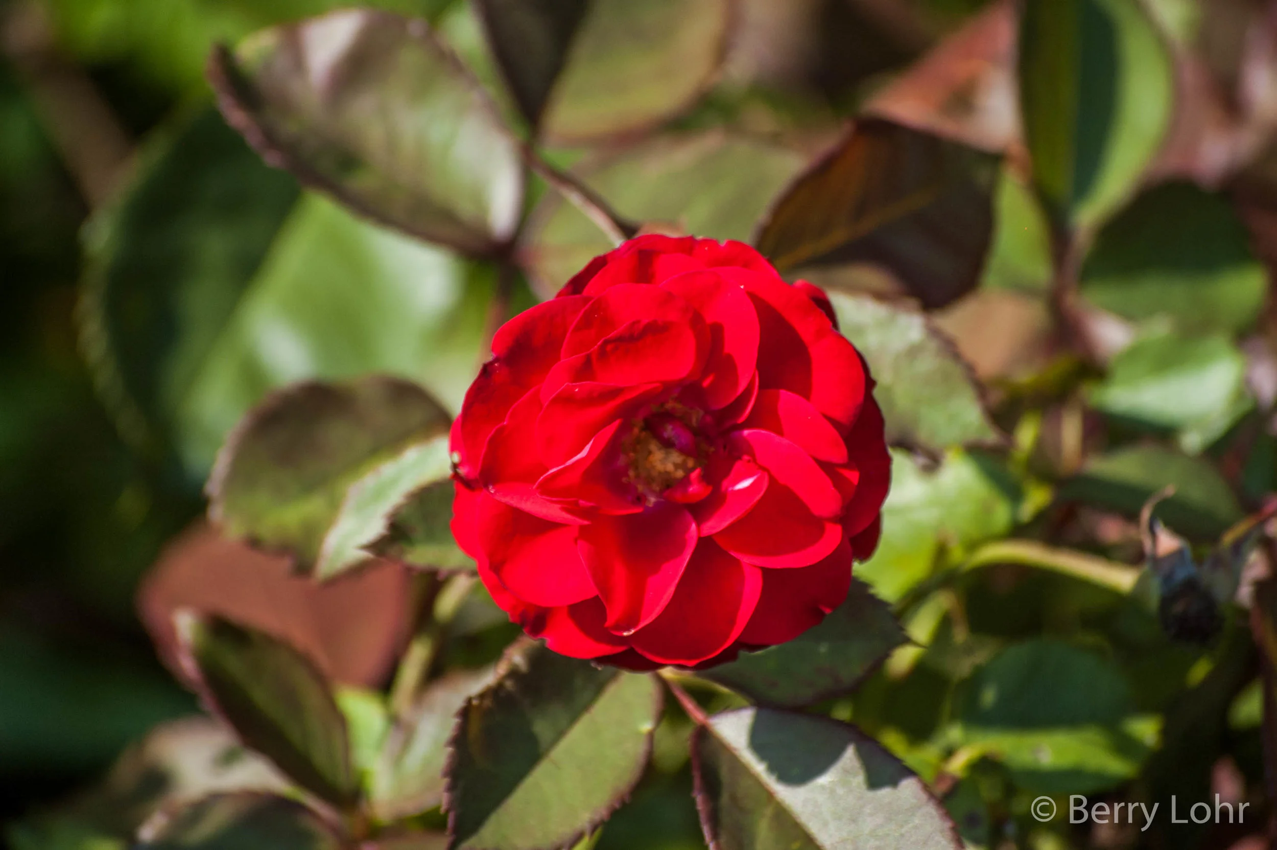 Flower 28