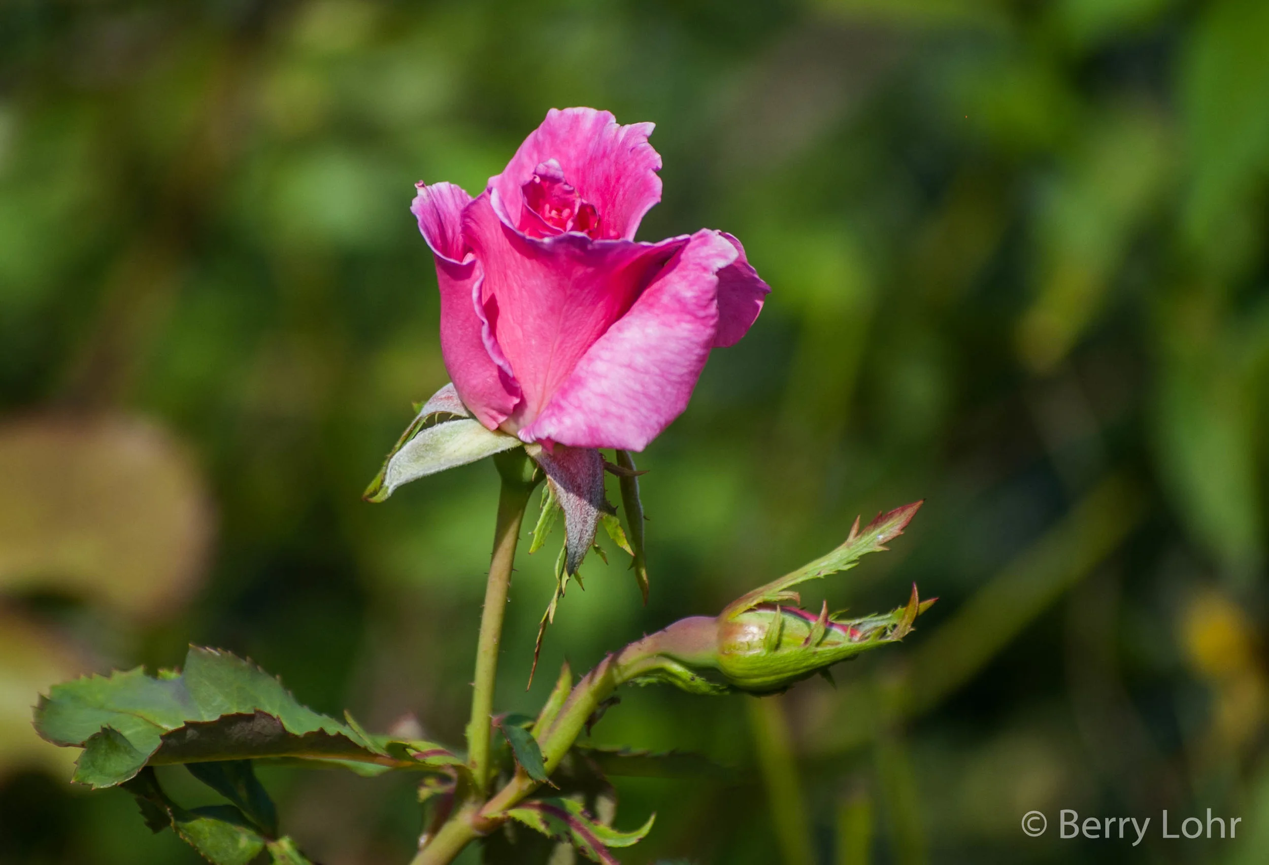 Flower 29