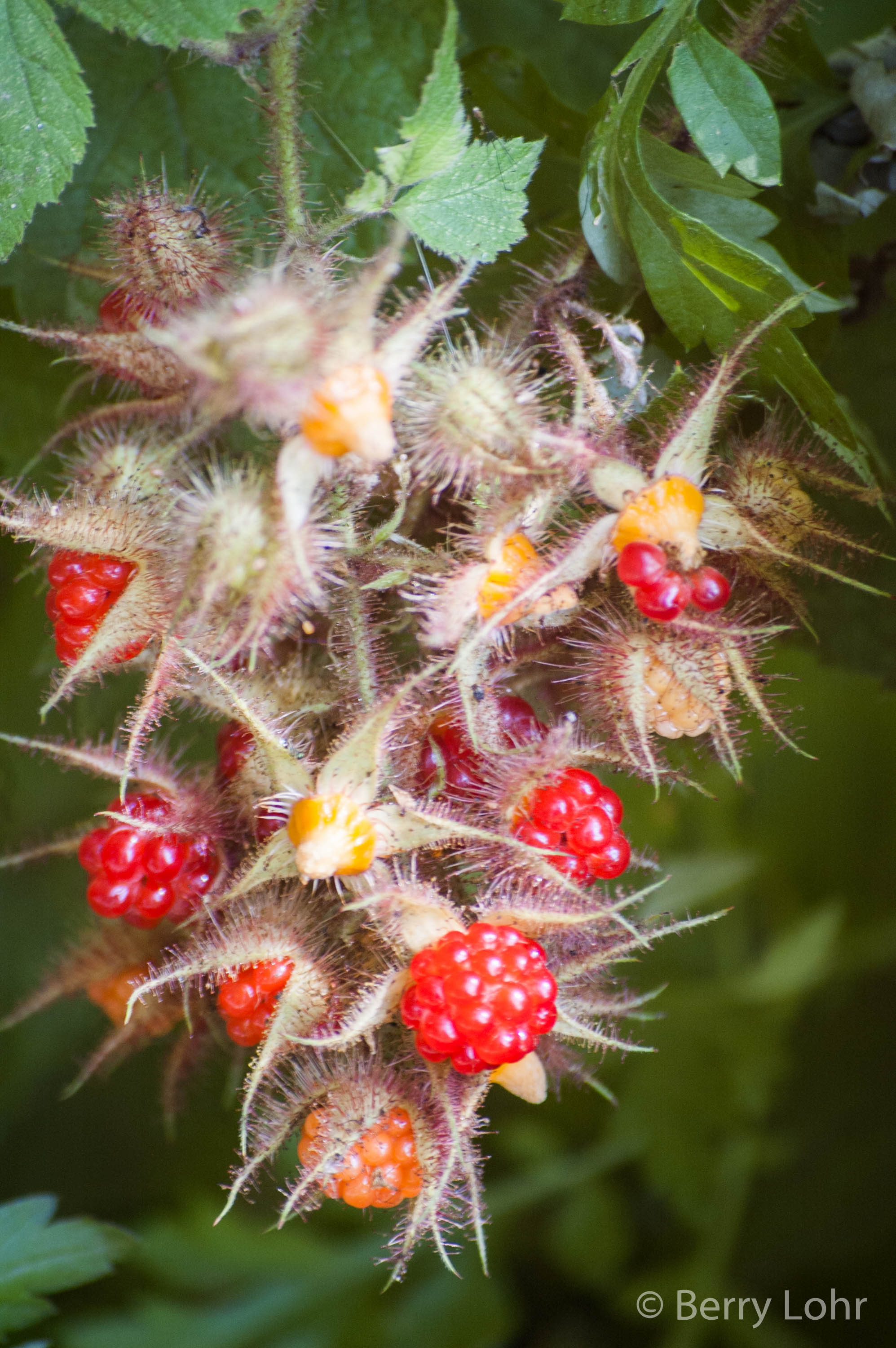 Berries 1