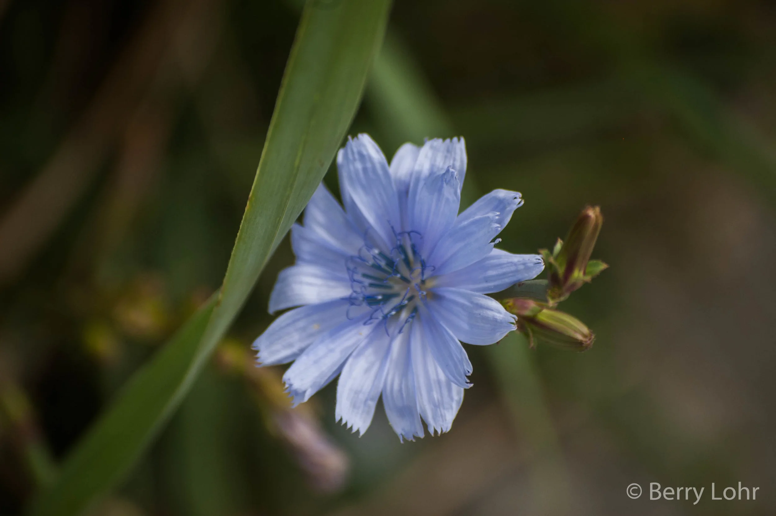 Flower 38