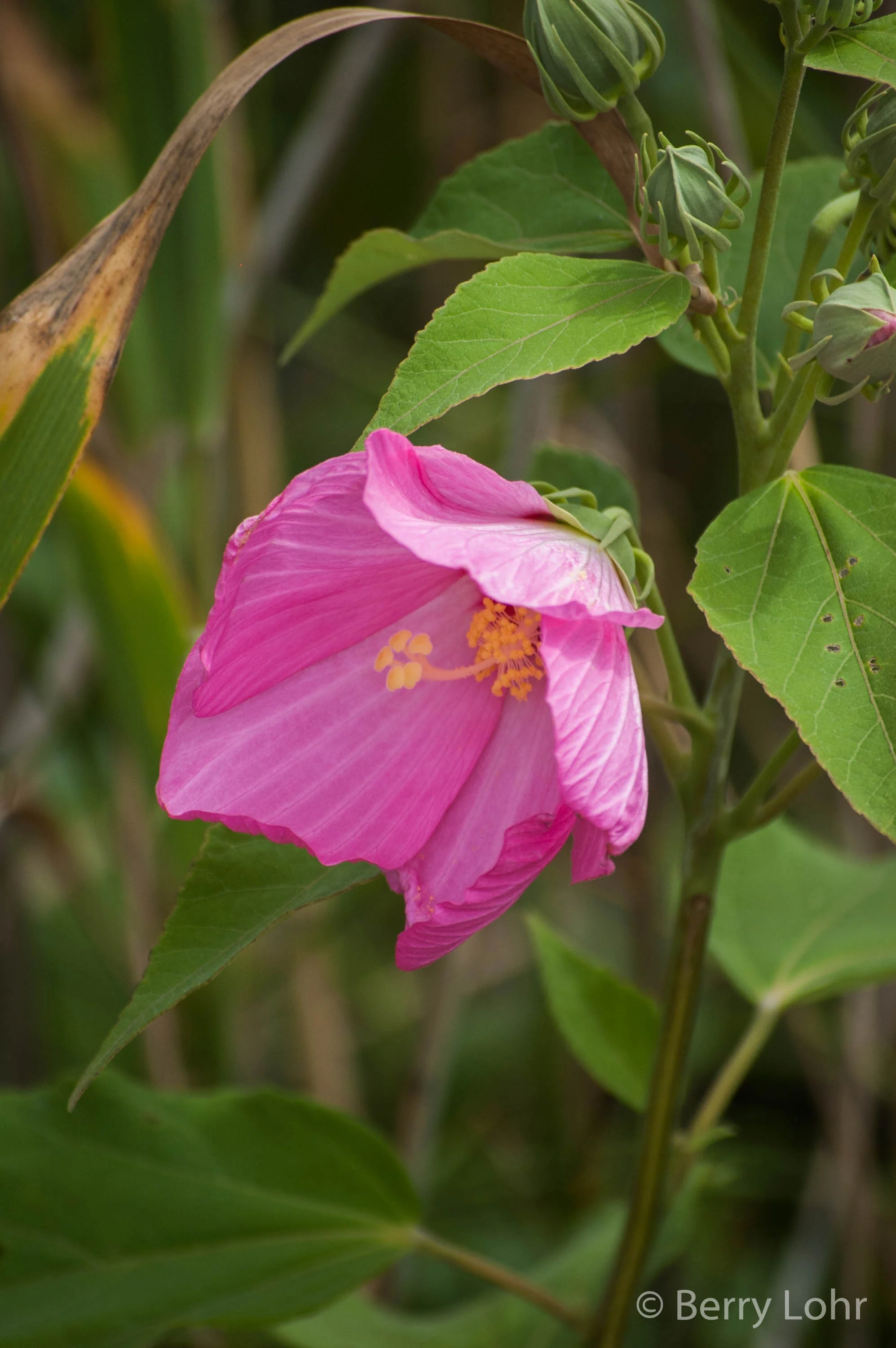 Flower 40