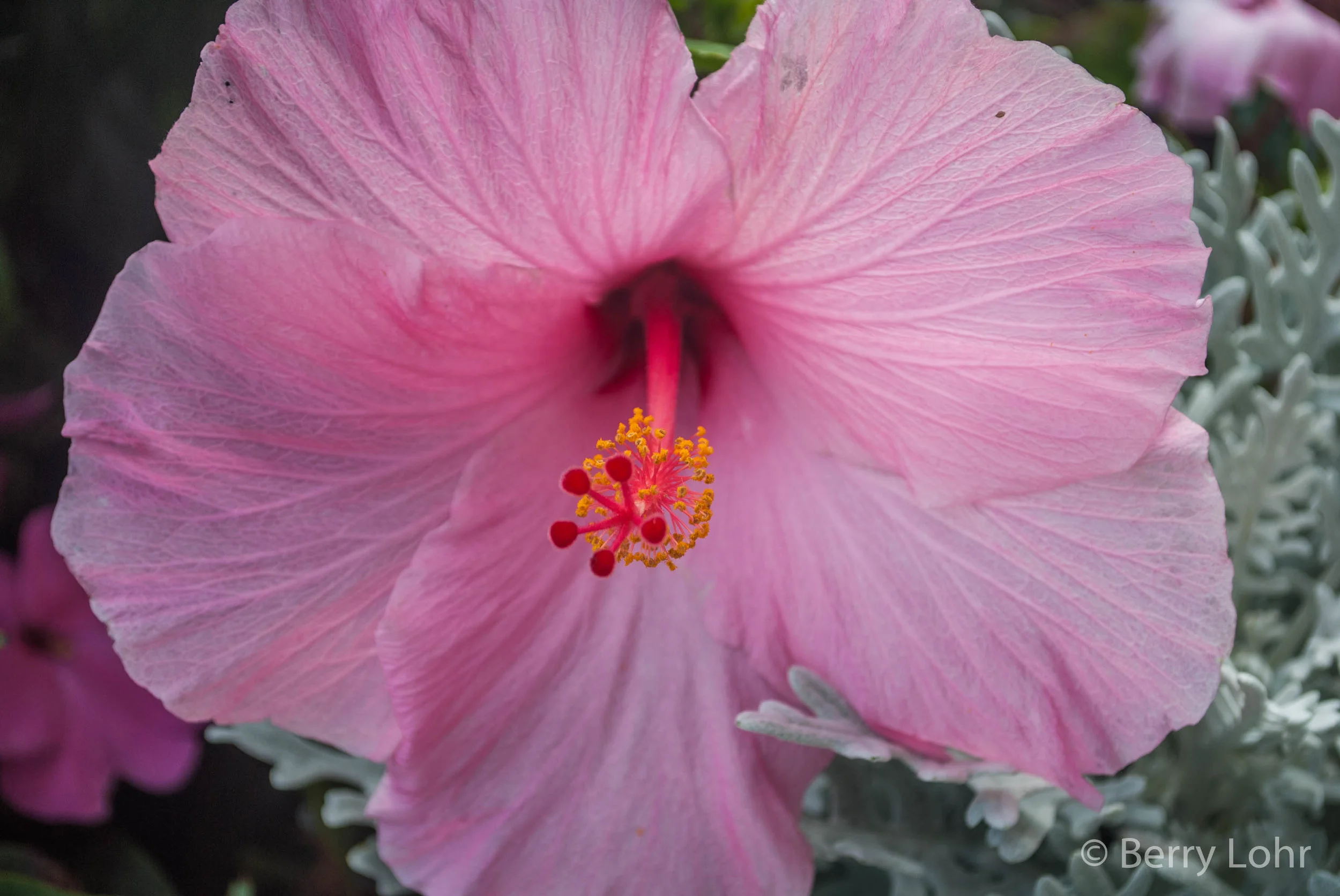 Flower 43