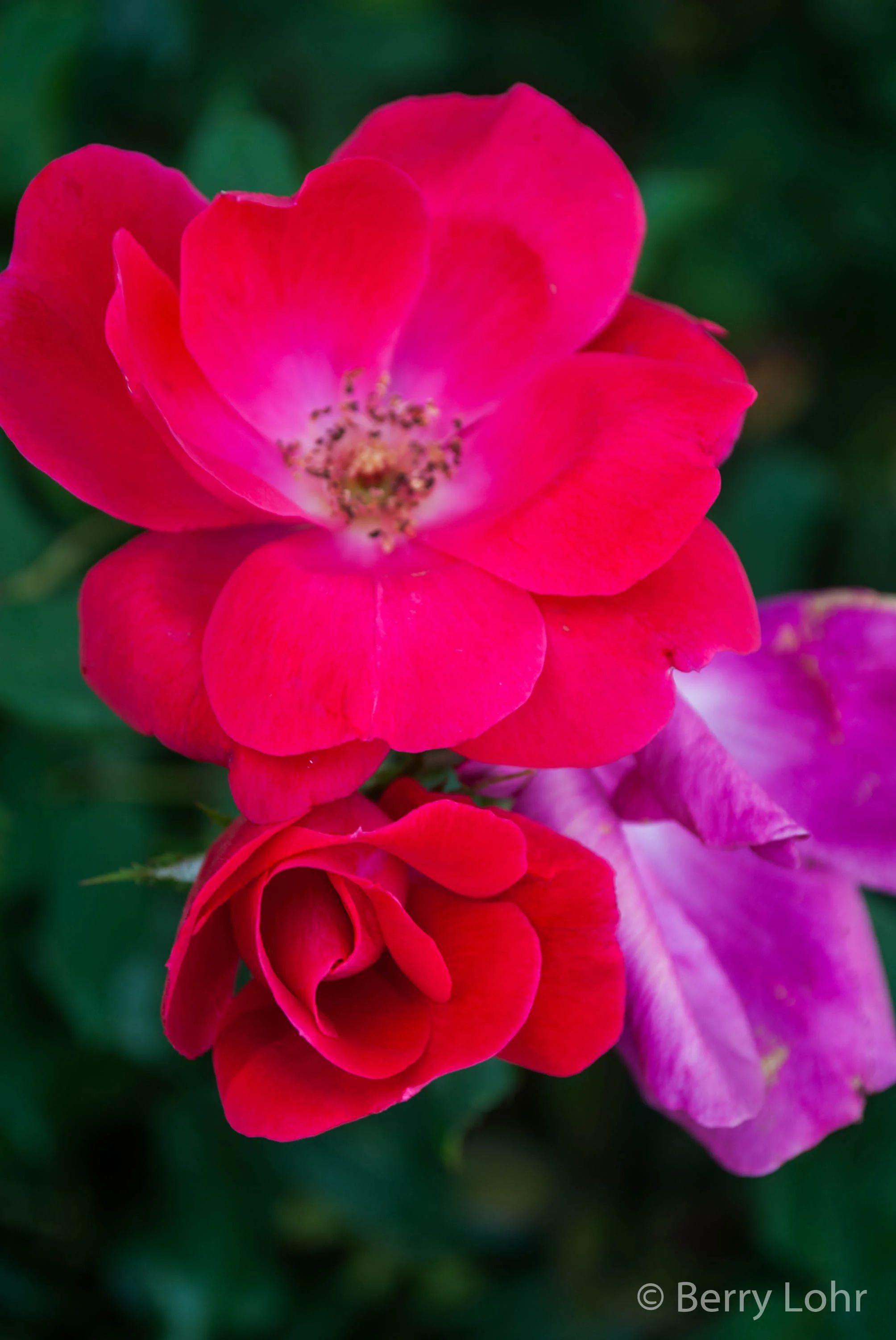 Flower 45