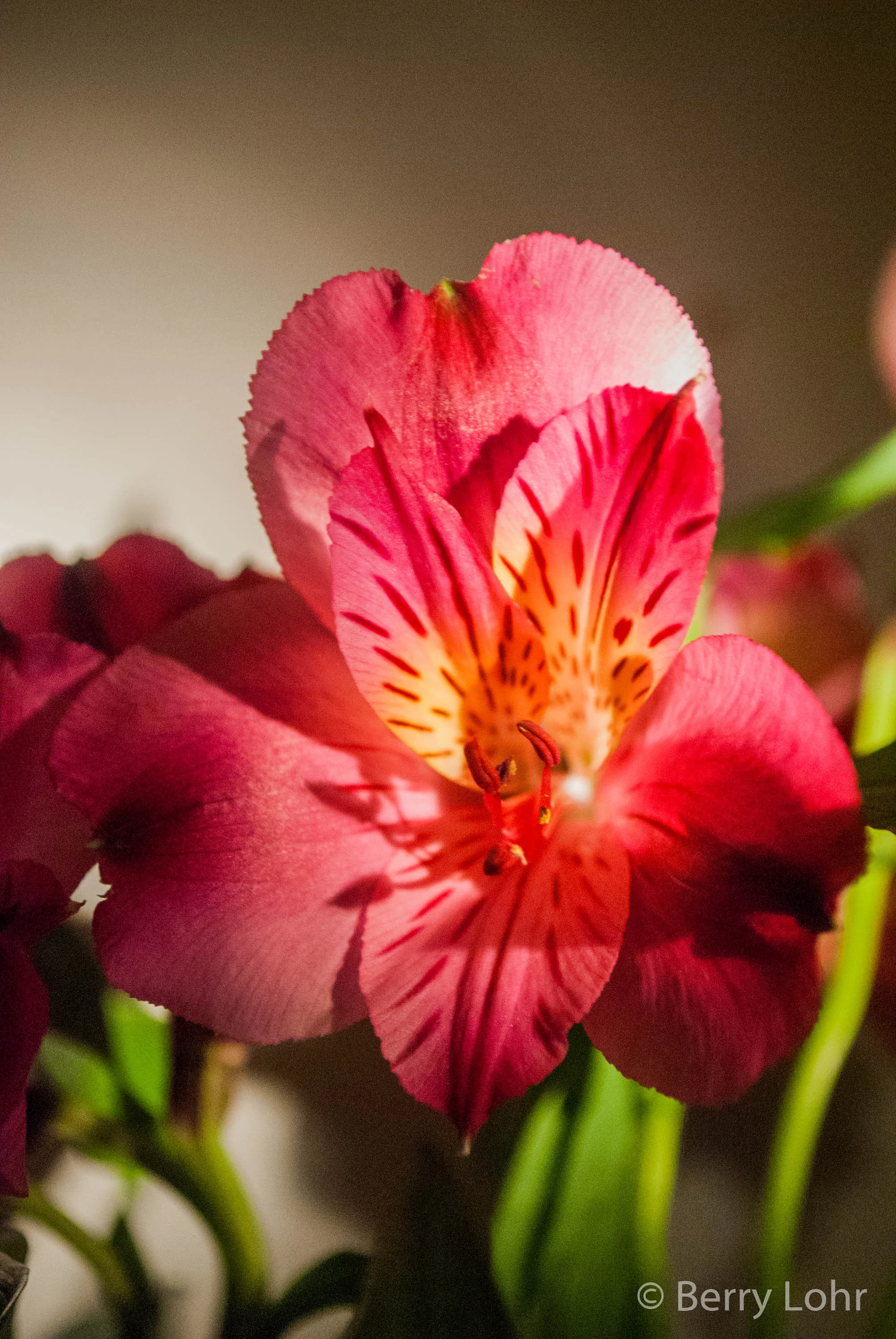 Flower 47