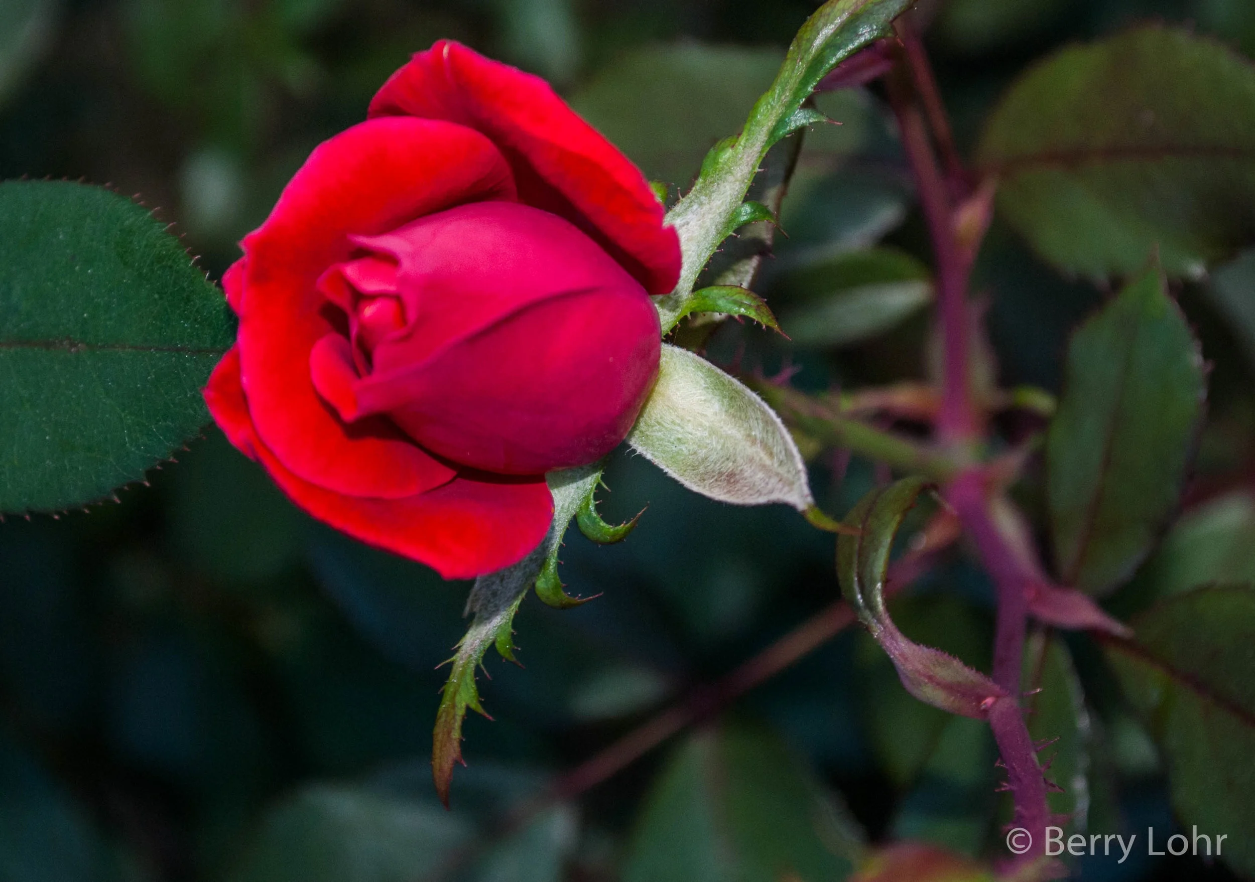 Flower 50