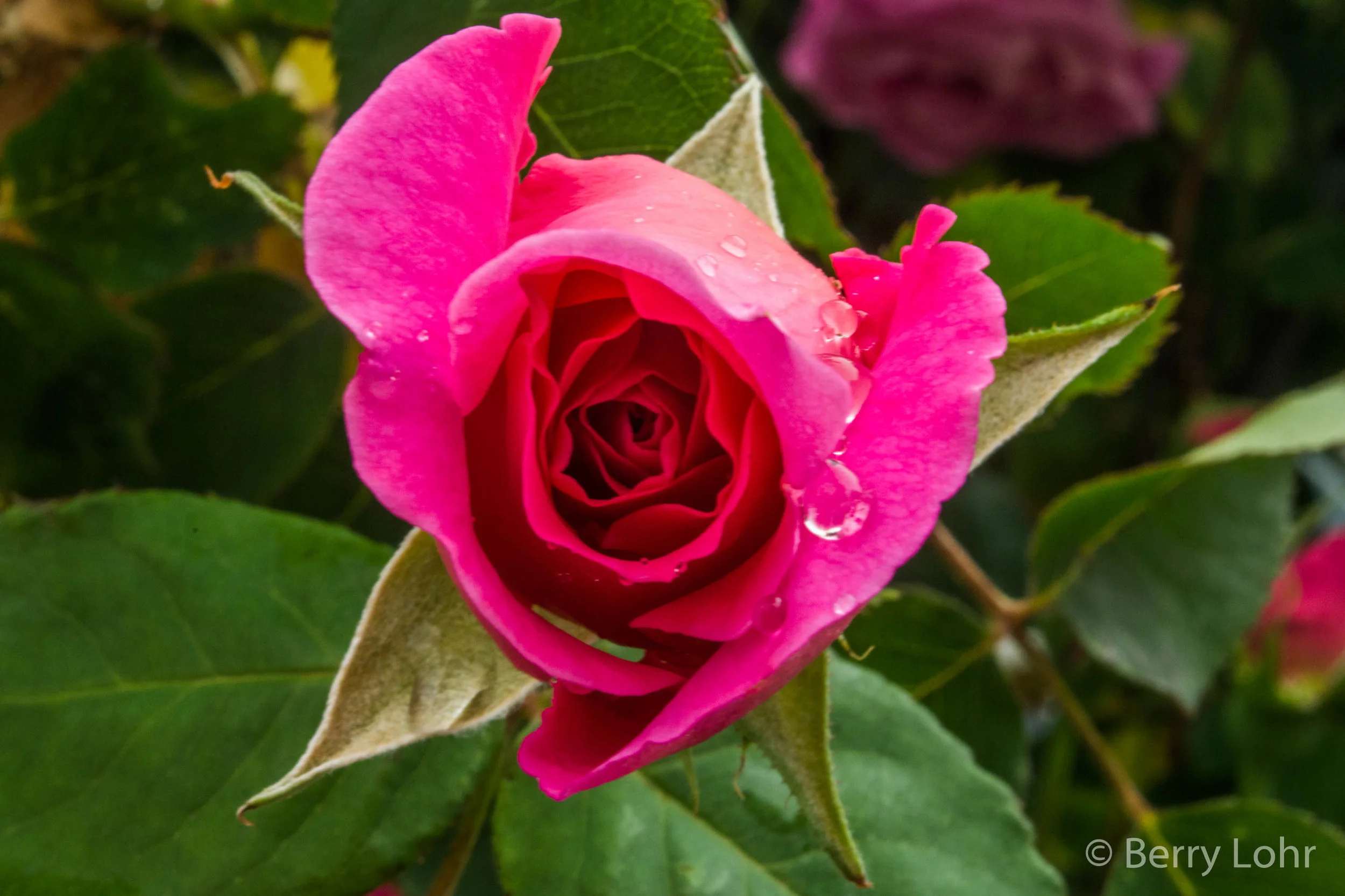 Flower 58