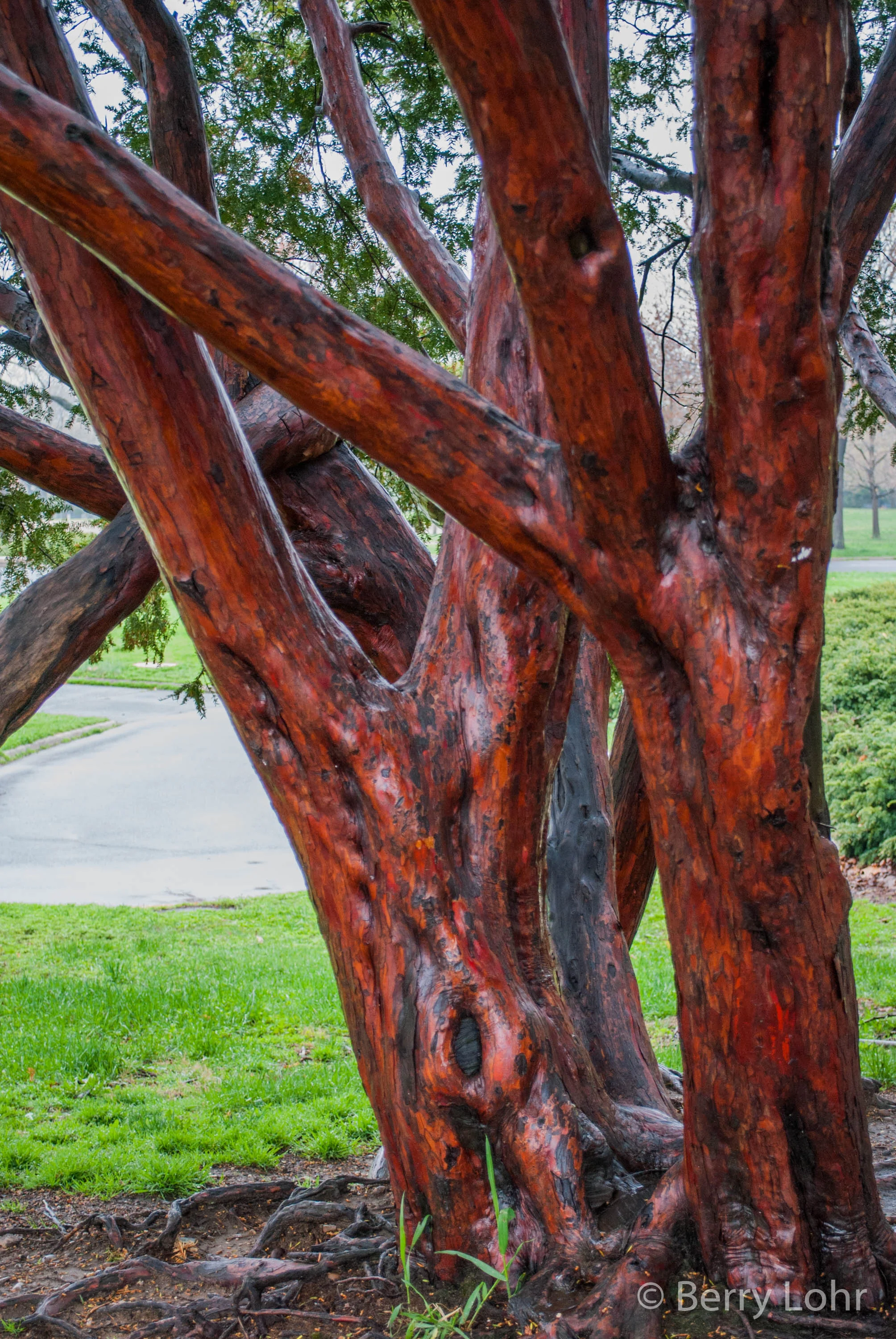 Tree 4