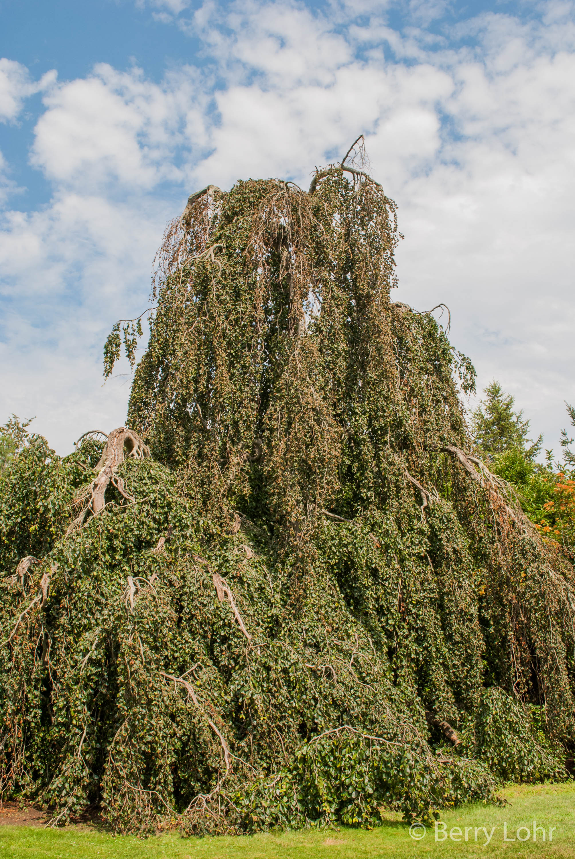 Tree 11