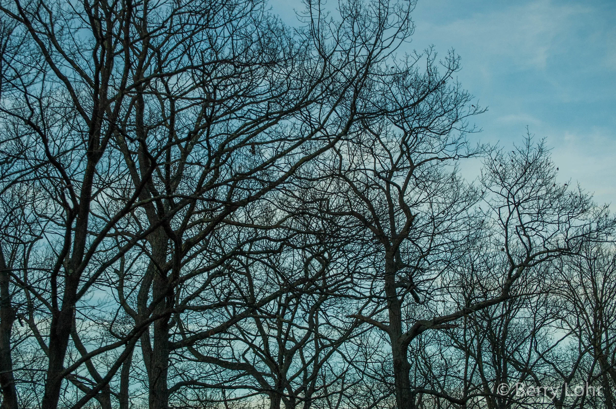 Tree 12