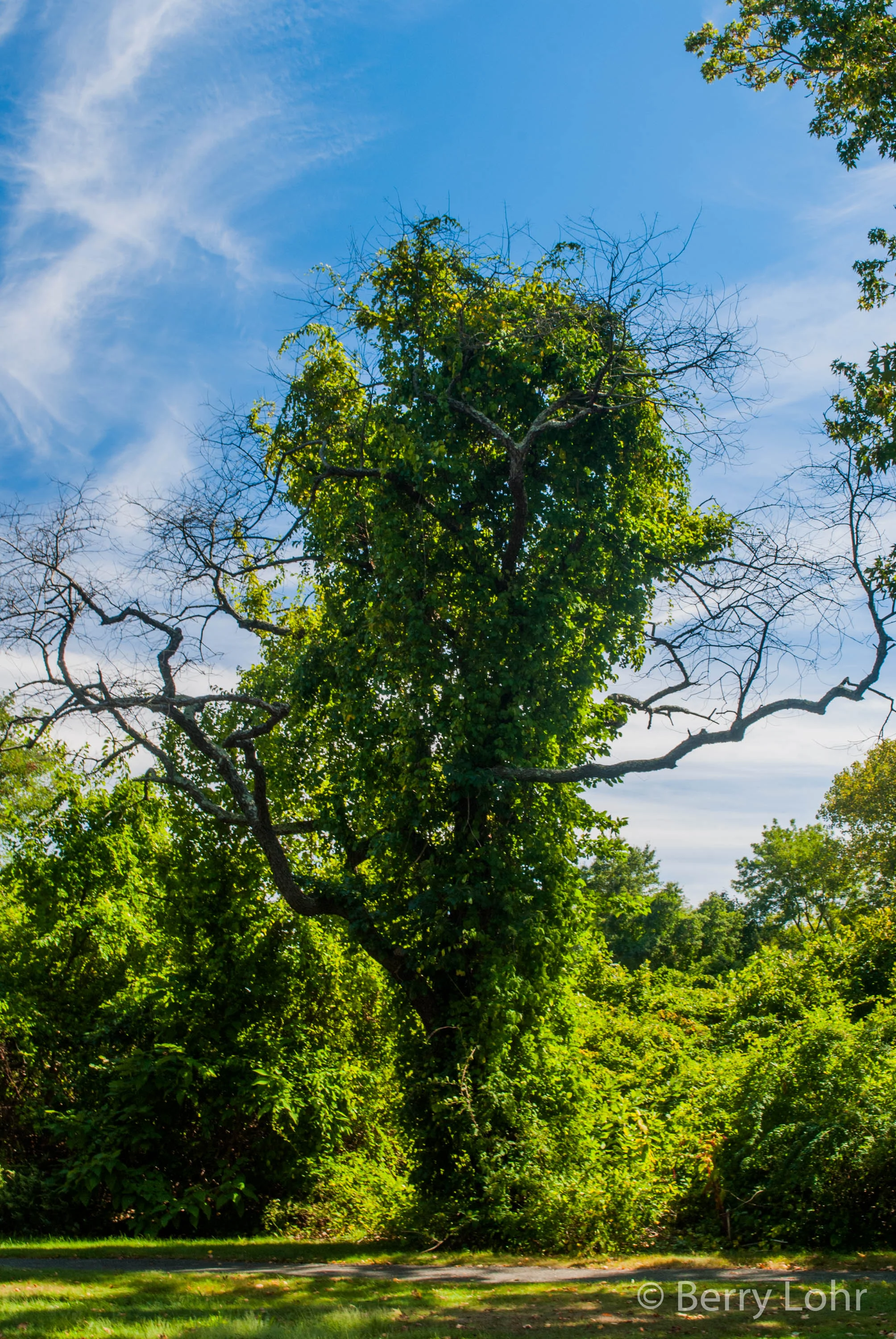 Tree 19