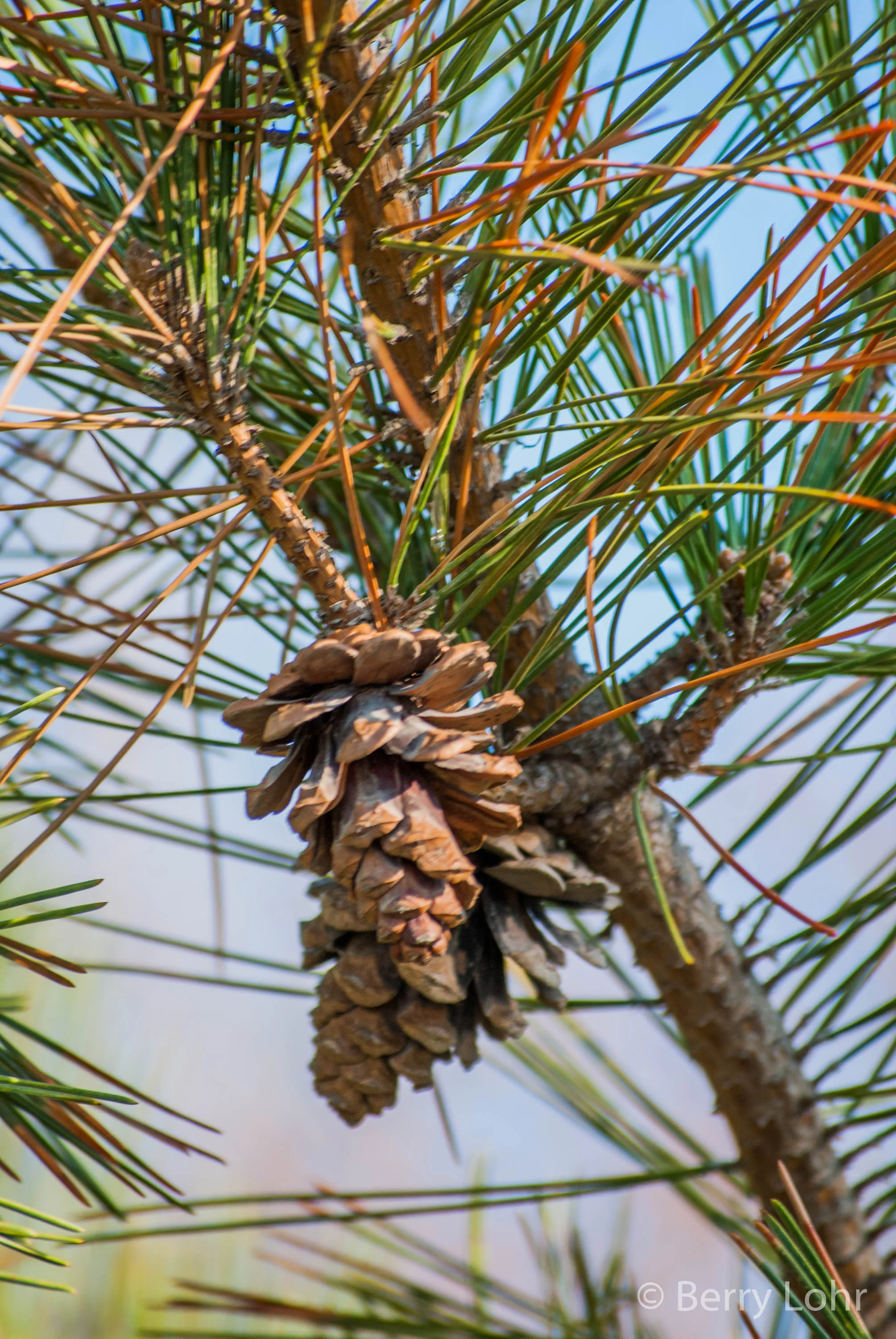 Pinecone 1