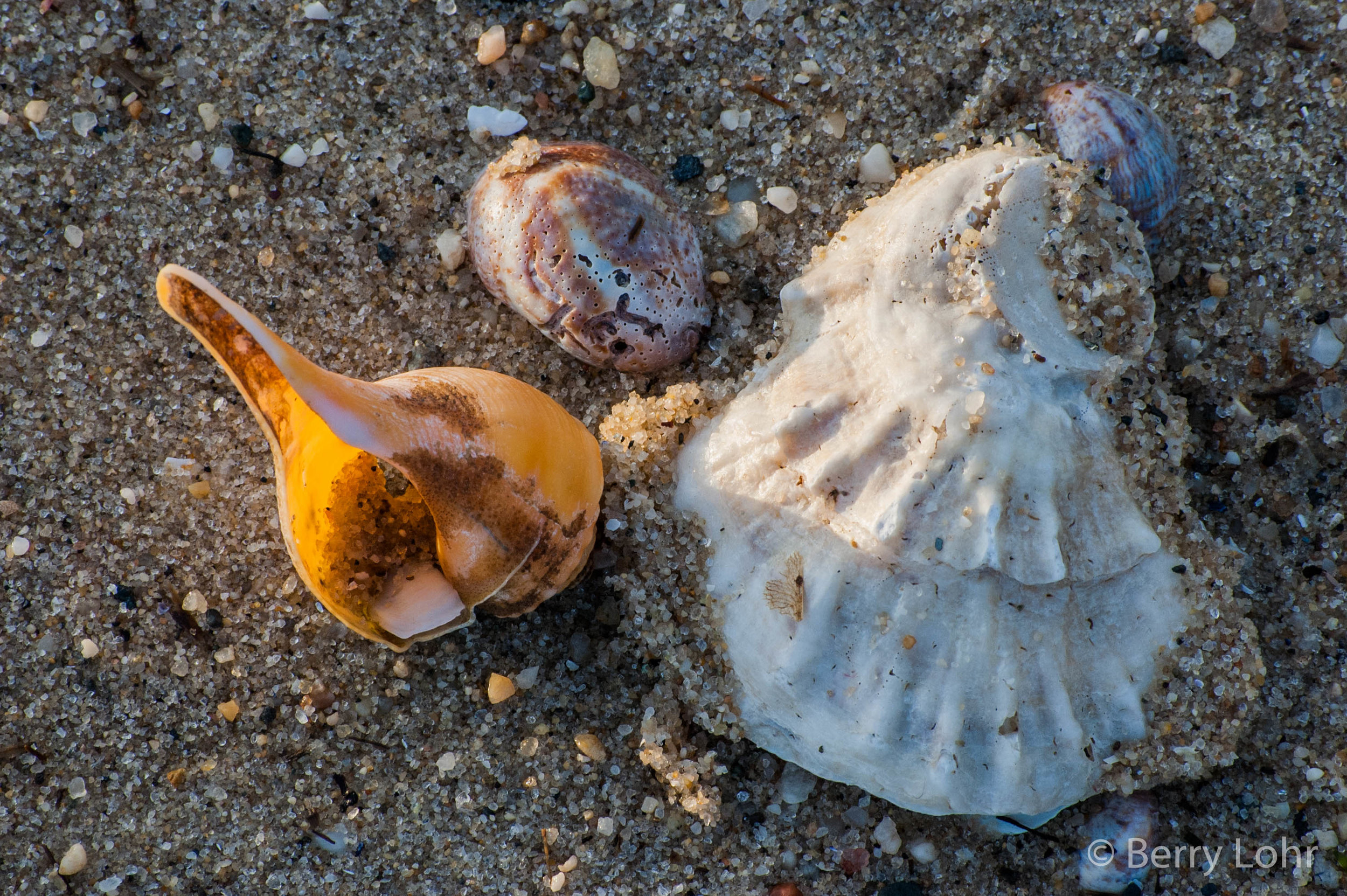 Shells 1