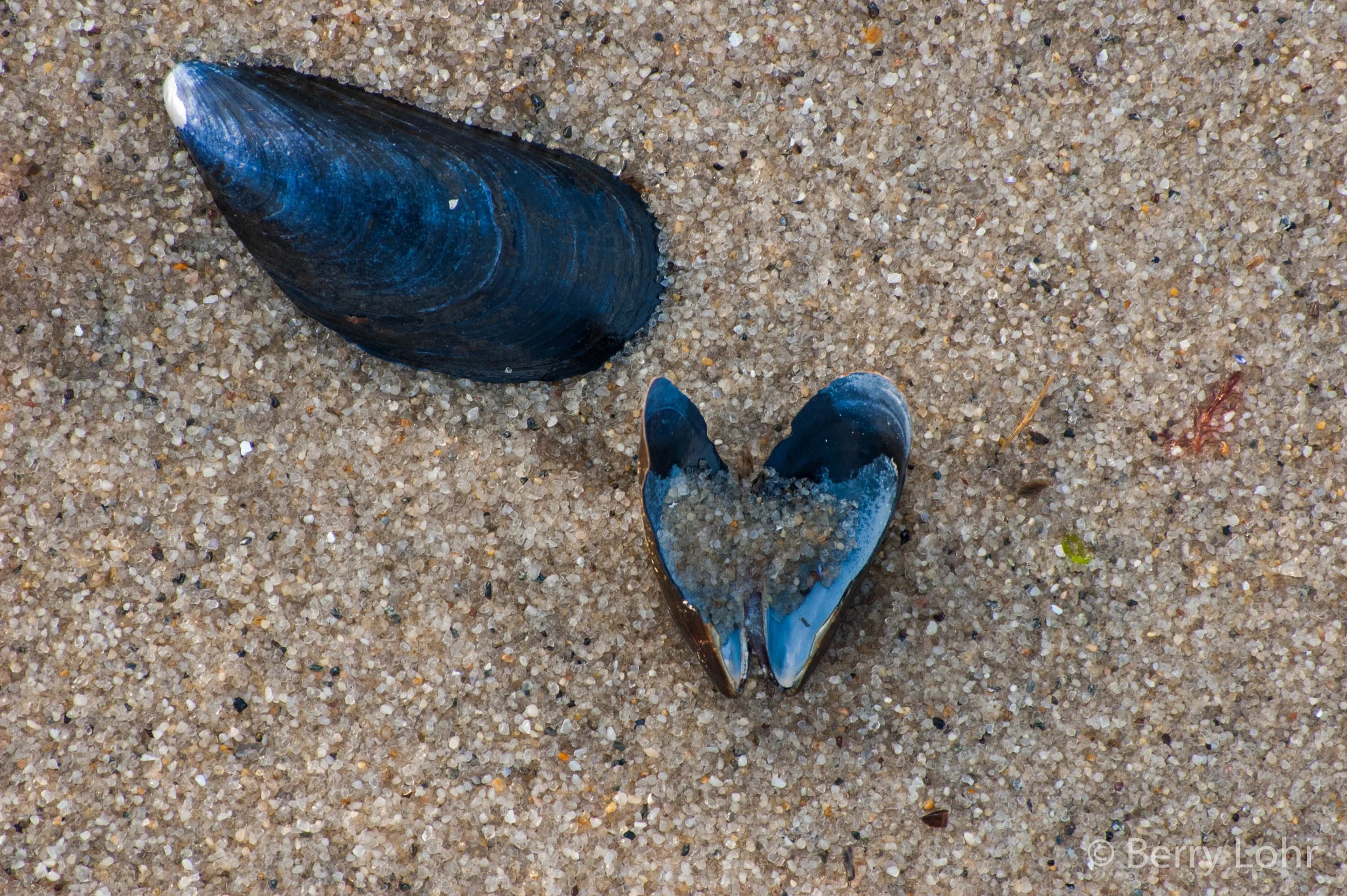 Shells 2