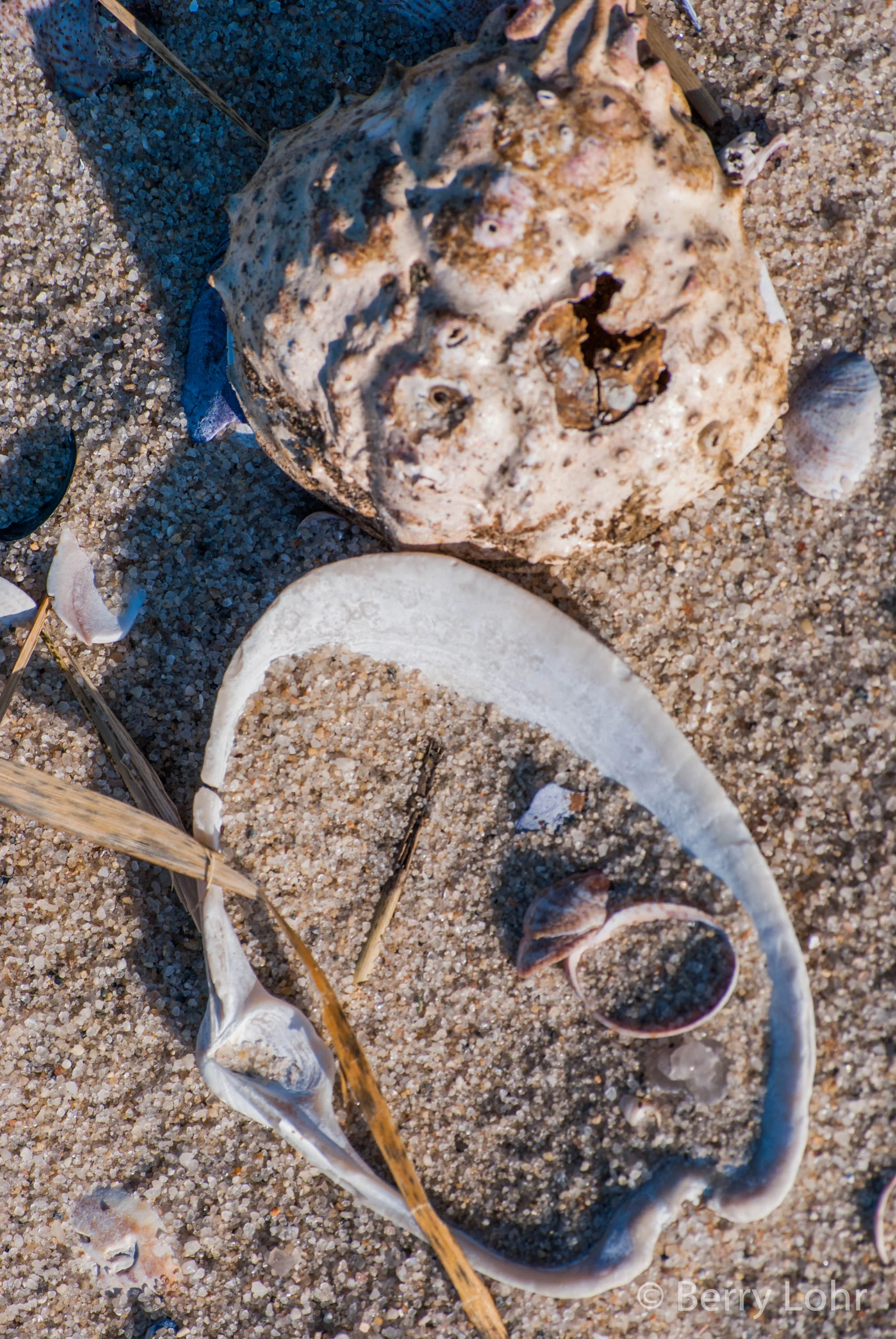 Shells 4