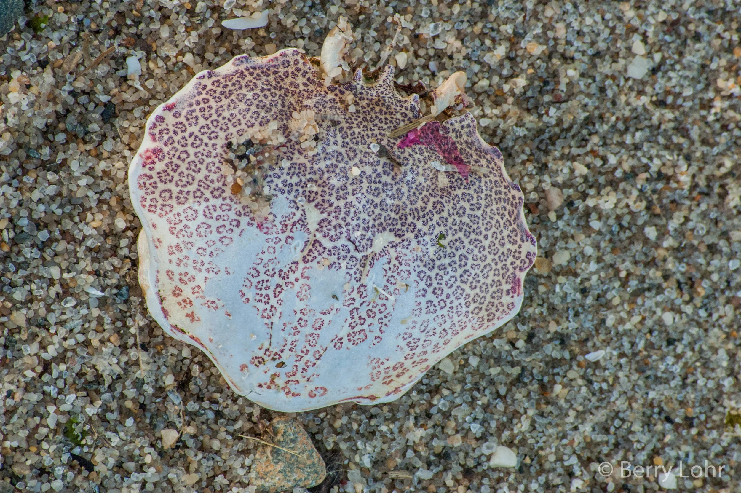 Shells 5