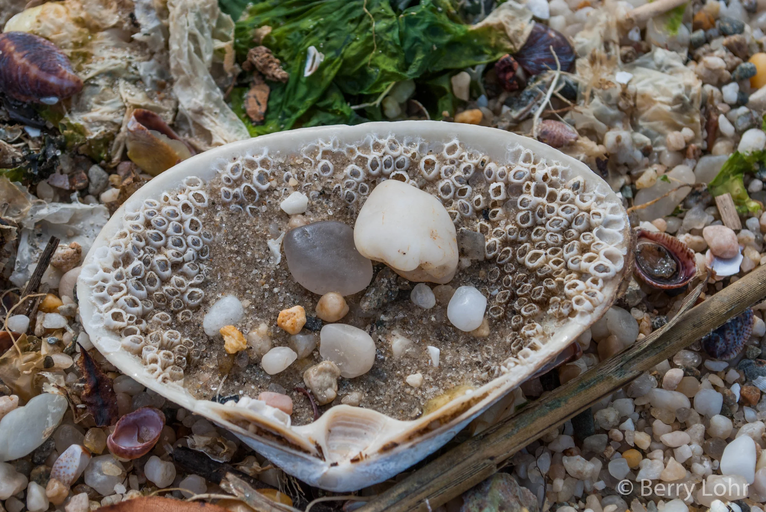 Shells 6