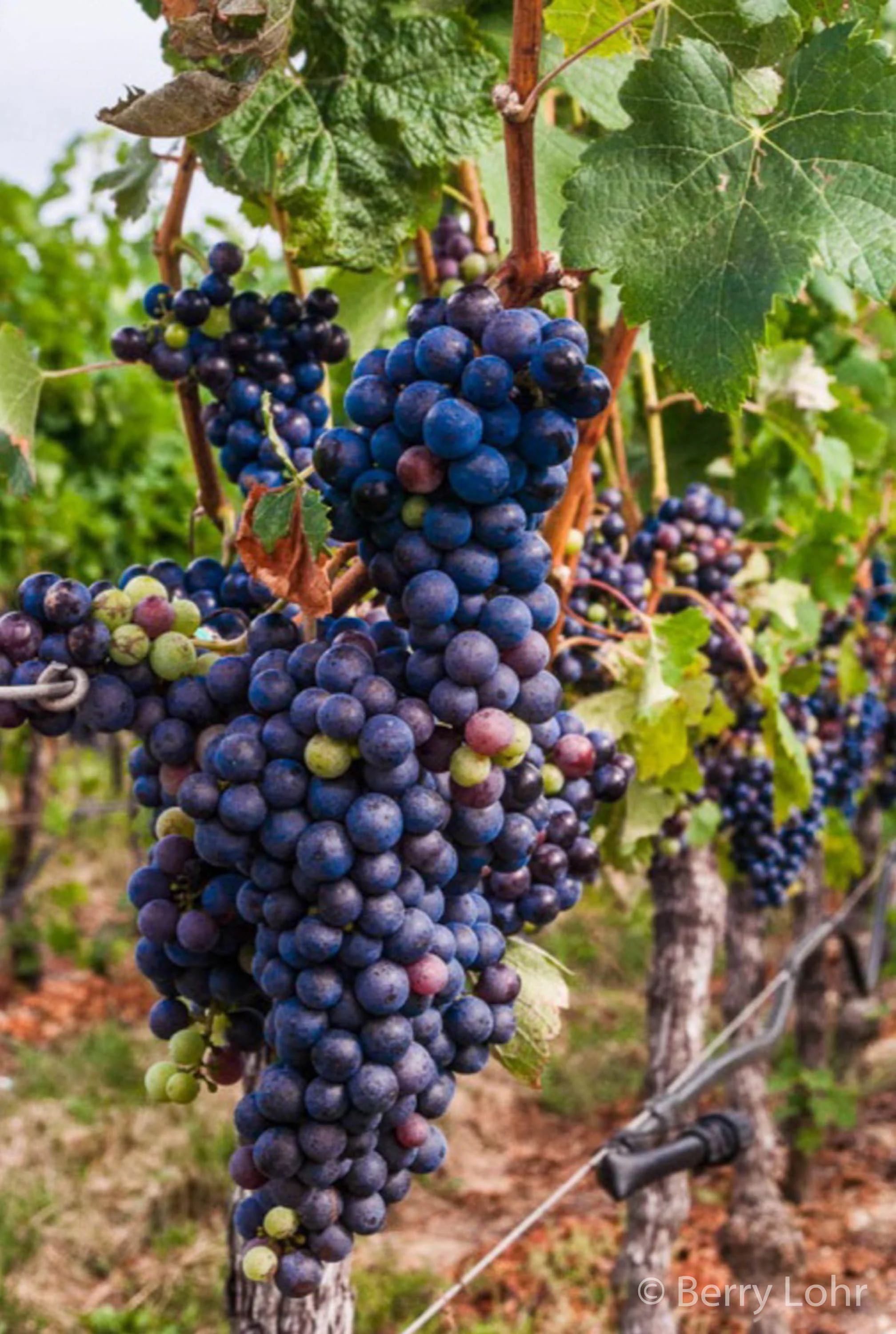 Grapes 1