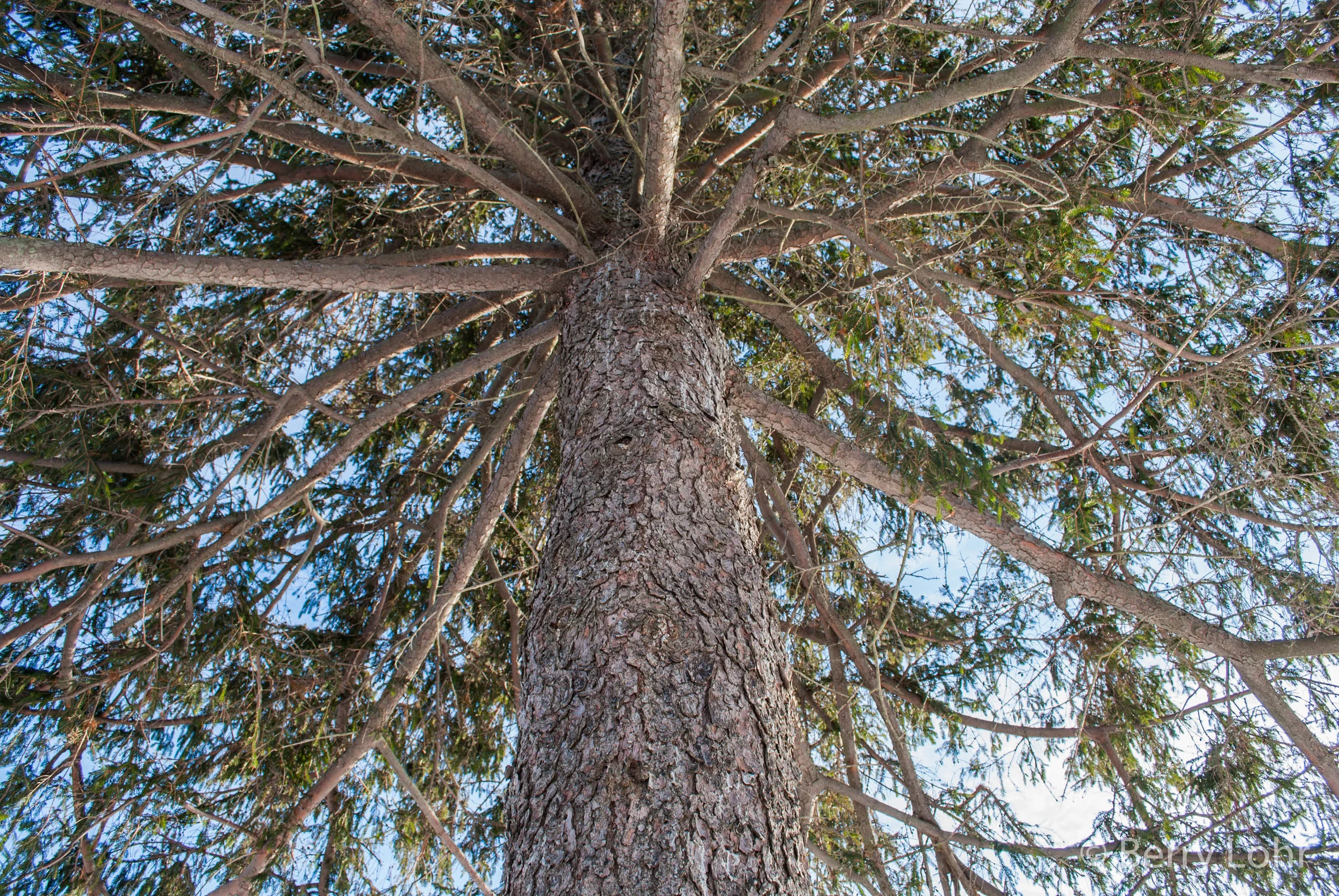 Tree 2