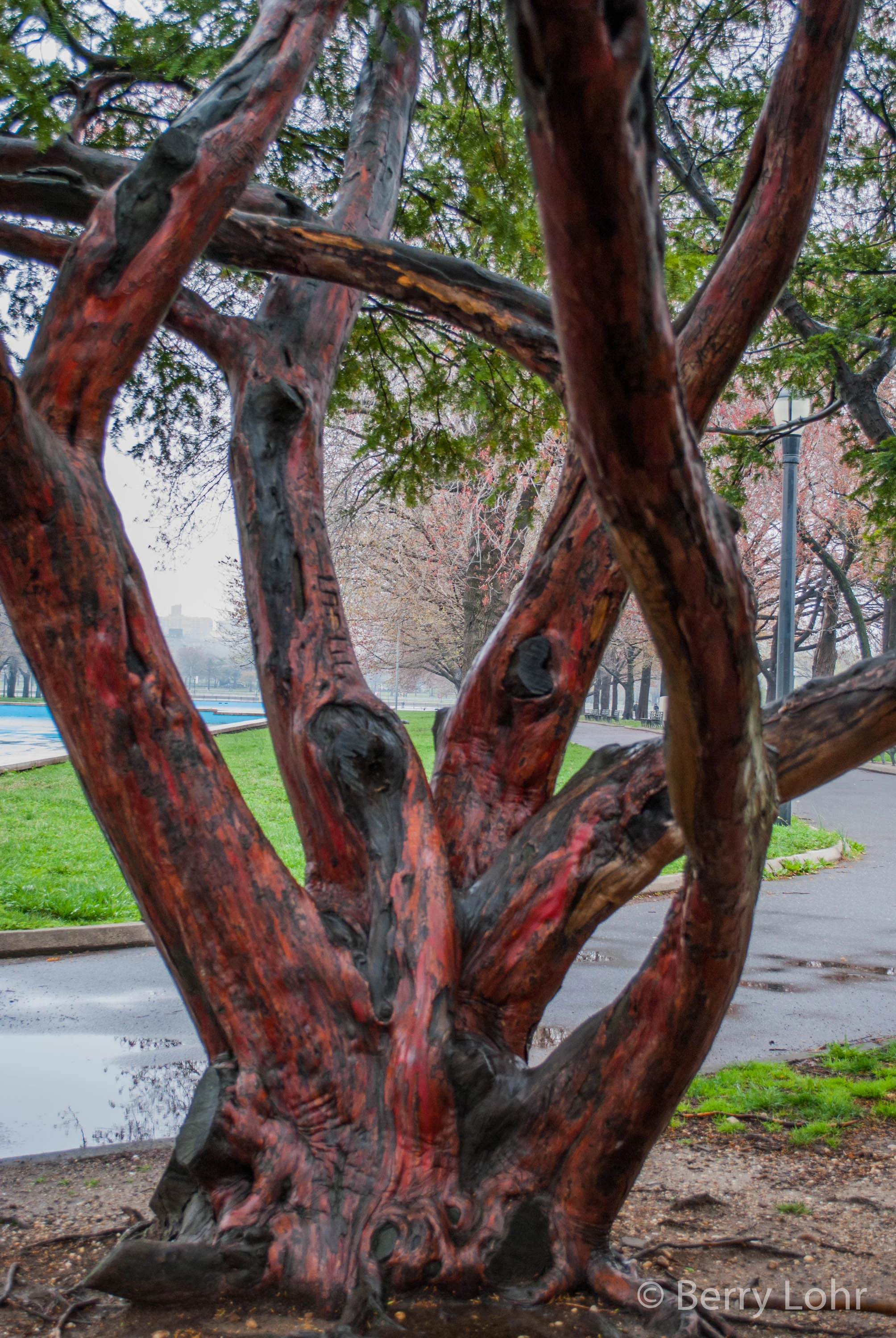 Tree 5