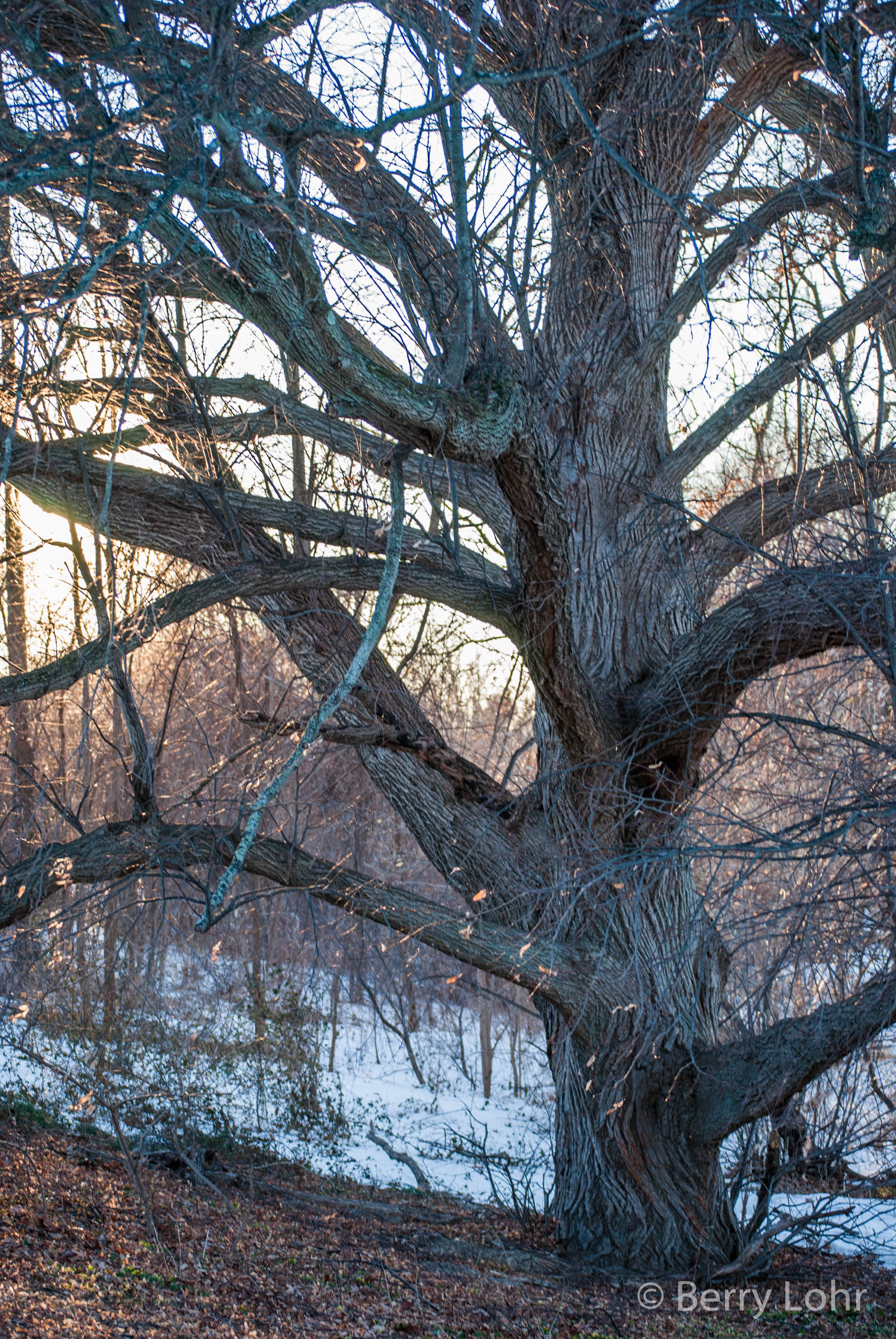 Tree 7