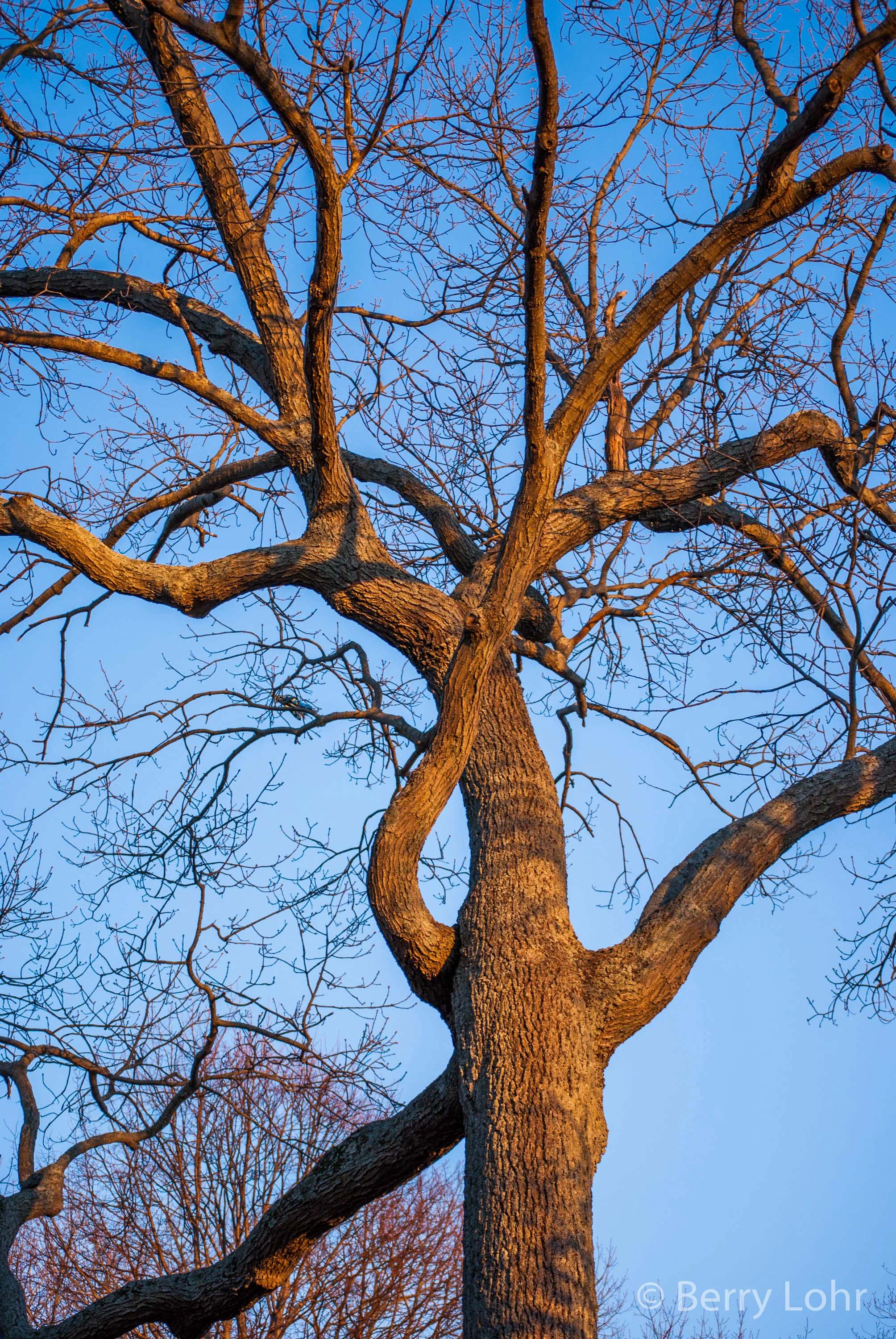 Tree 9