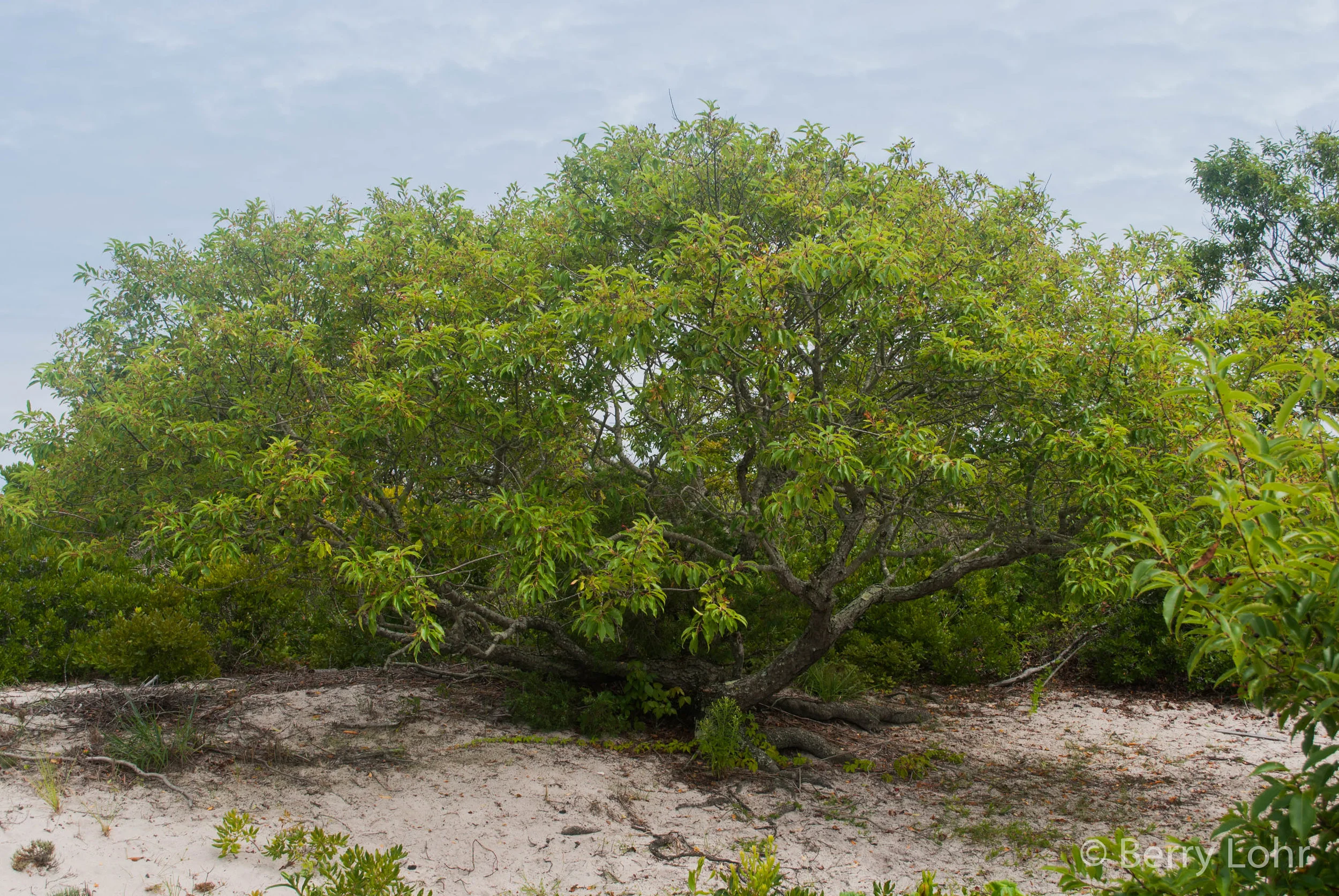 Tree 14