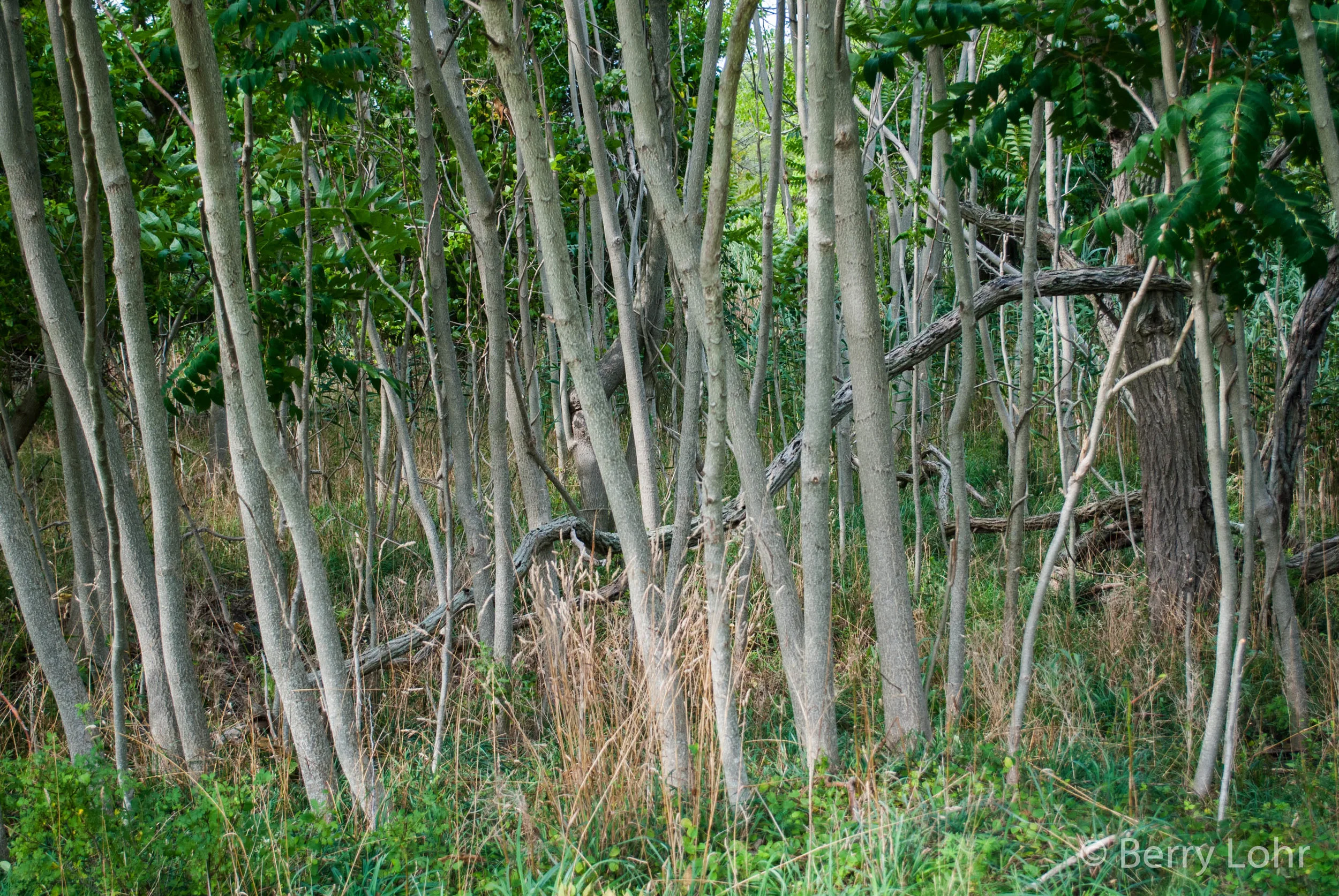 Tree 17