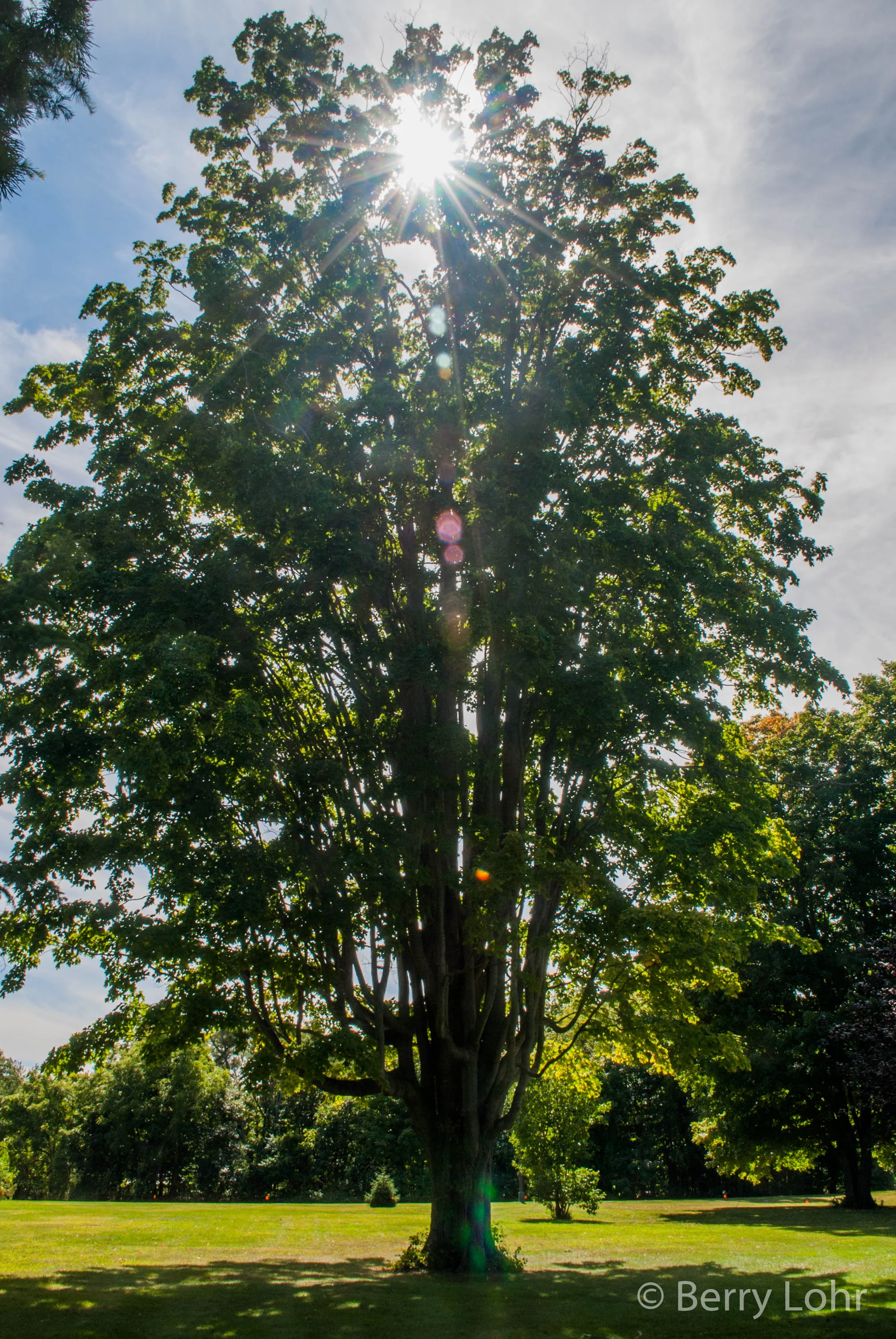 Tree 20