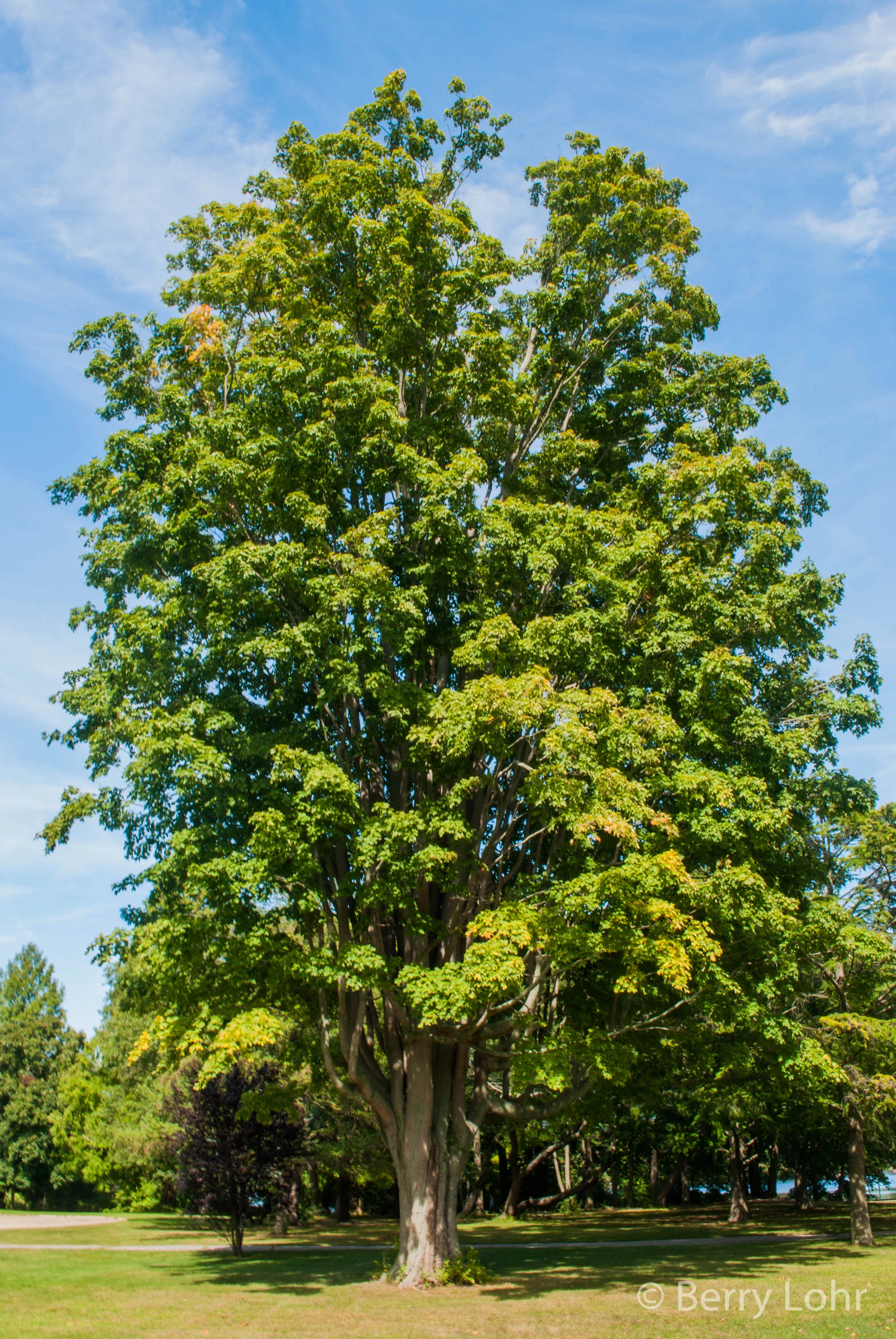Tree 21