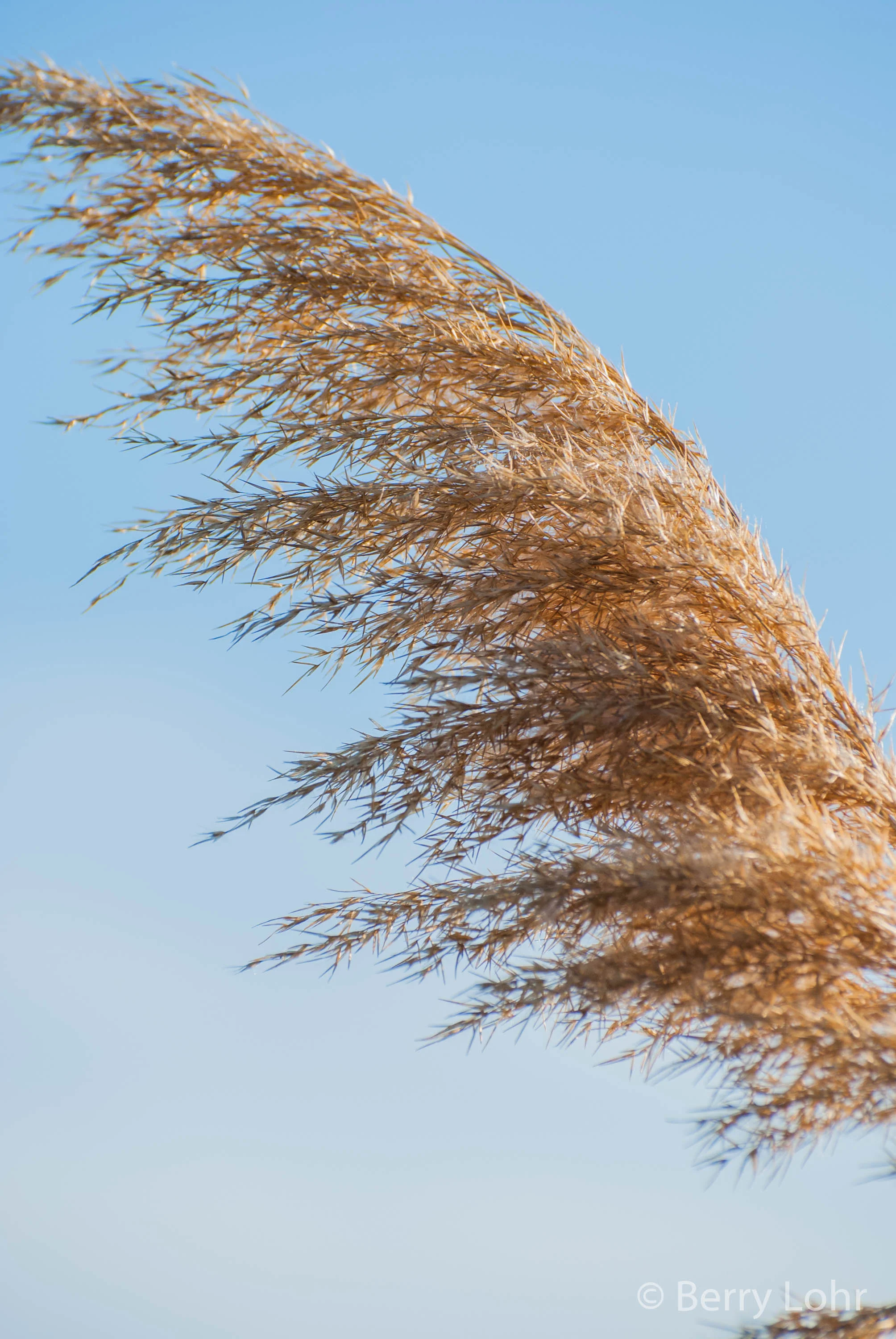 Reed 1