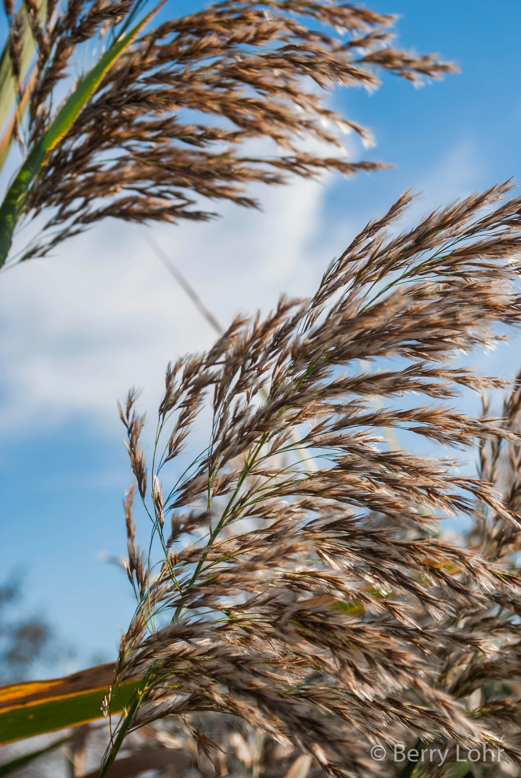 Reed 2