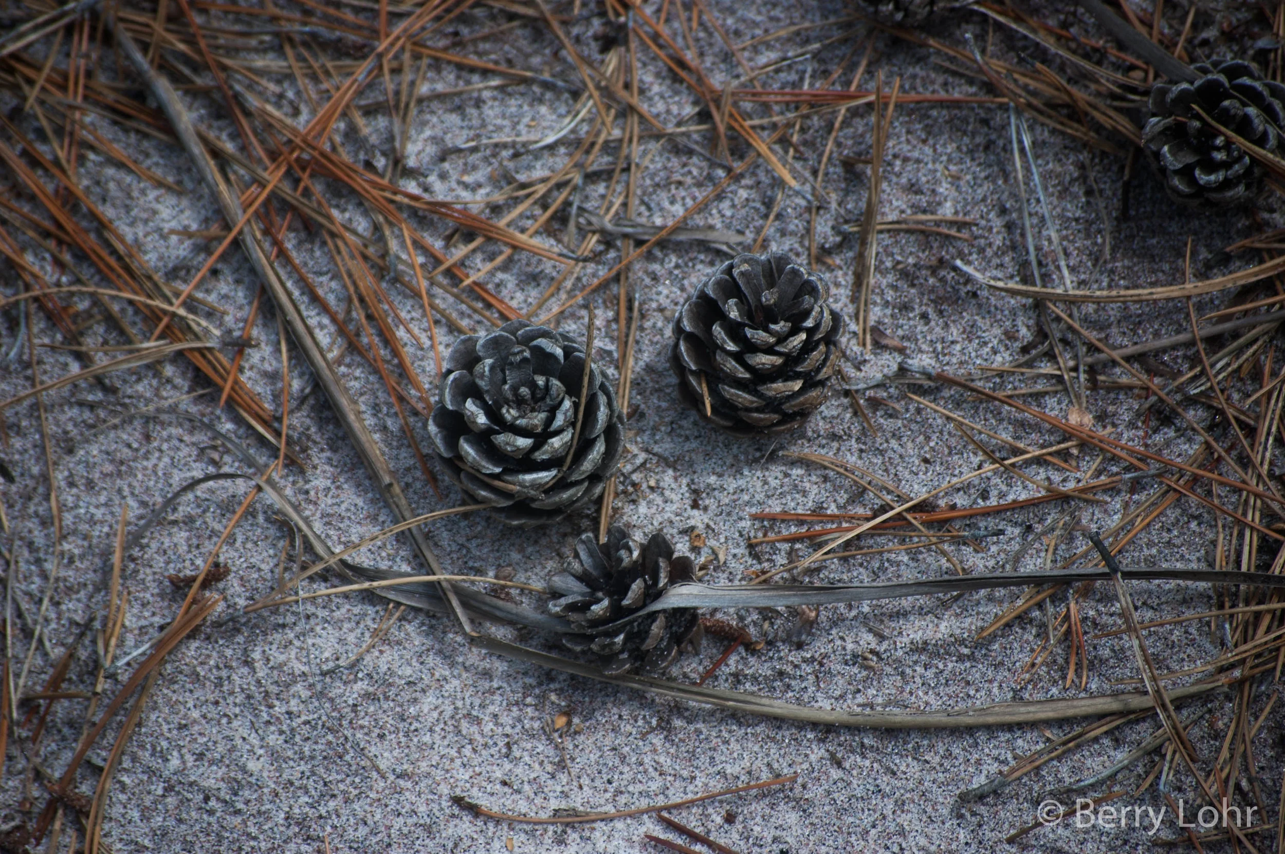 Pinecone 2