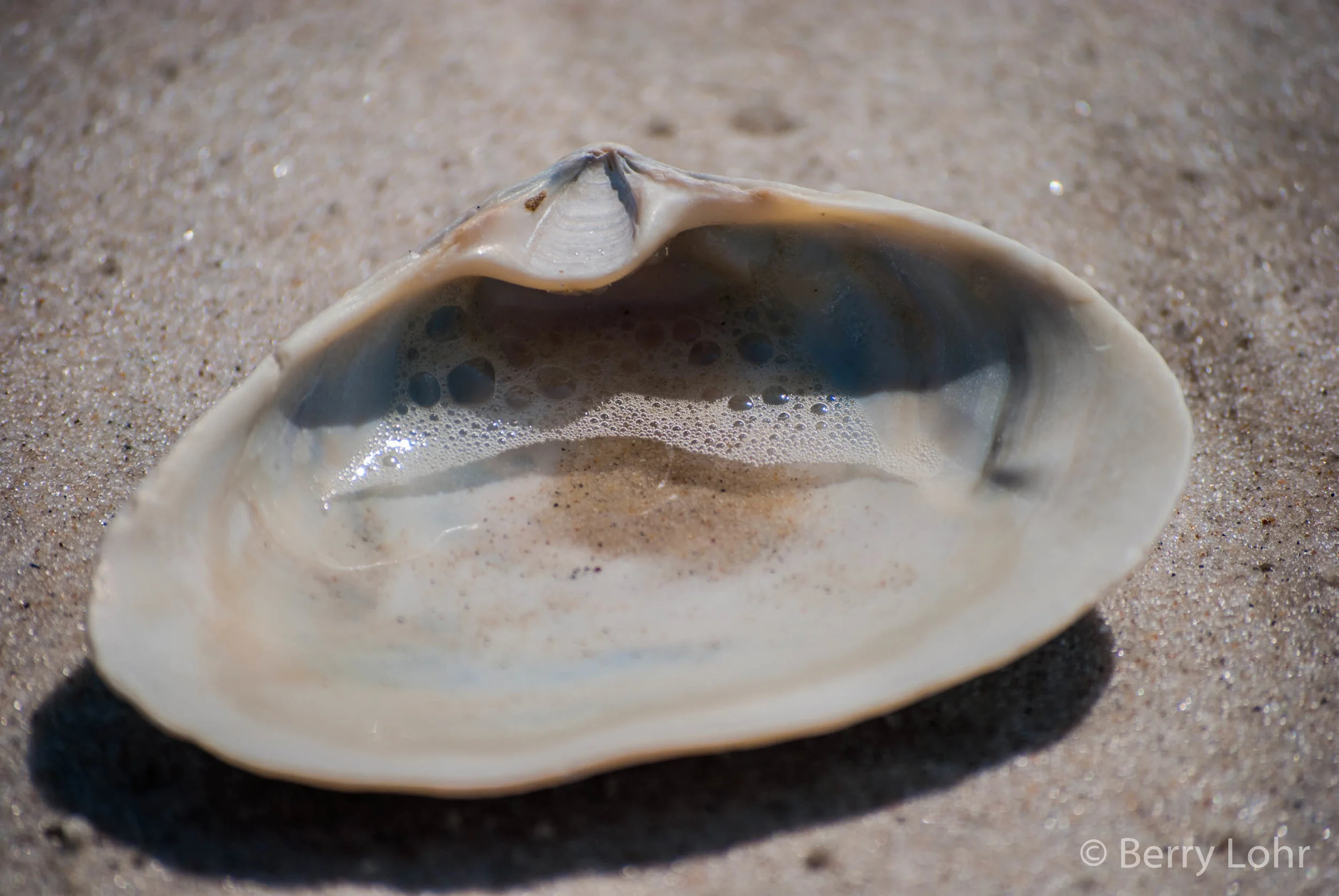 Shells 3