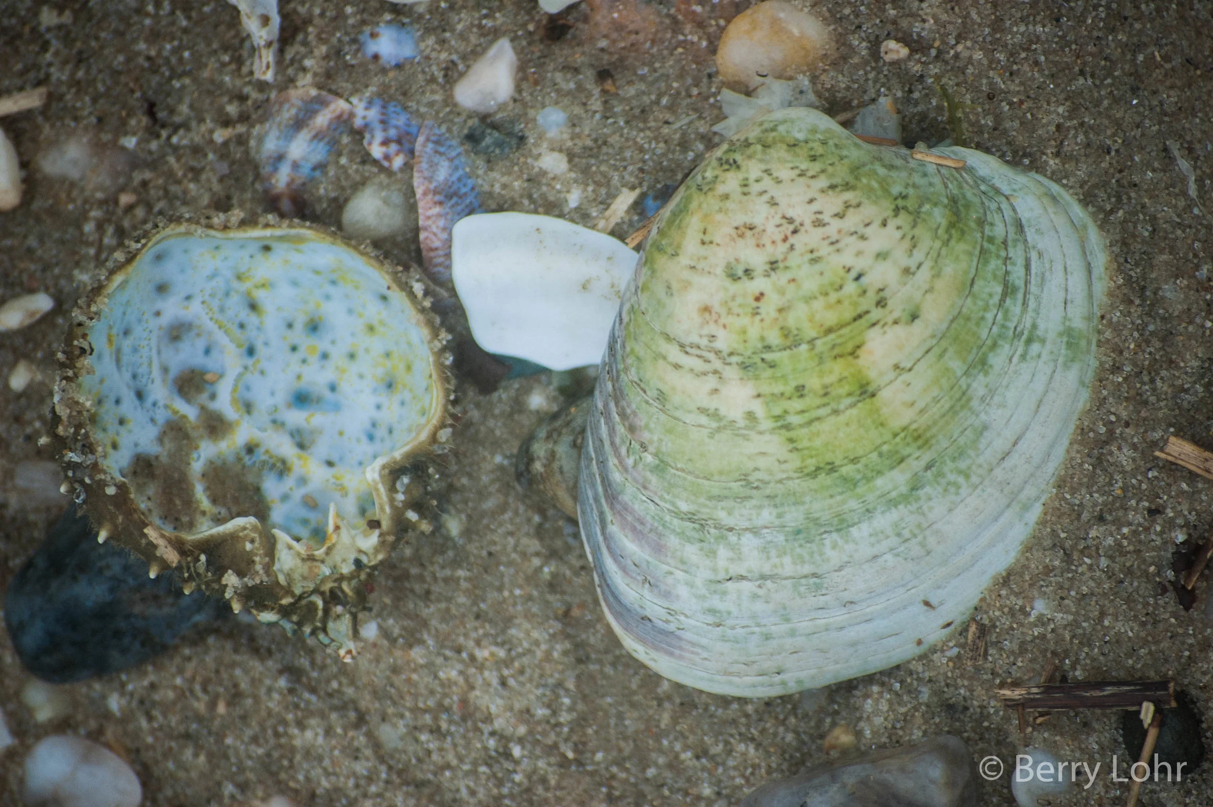 Shells 7