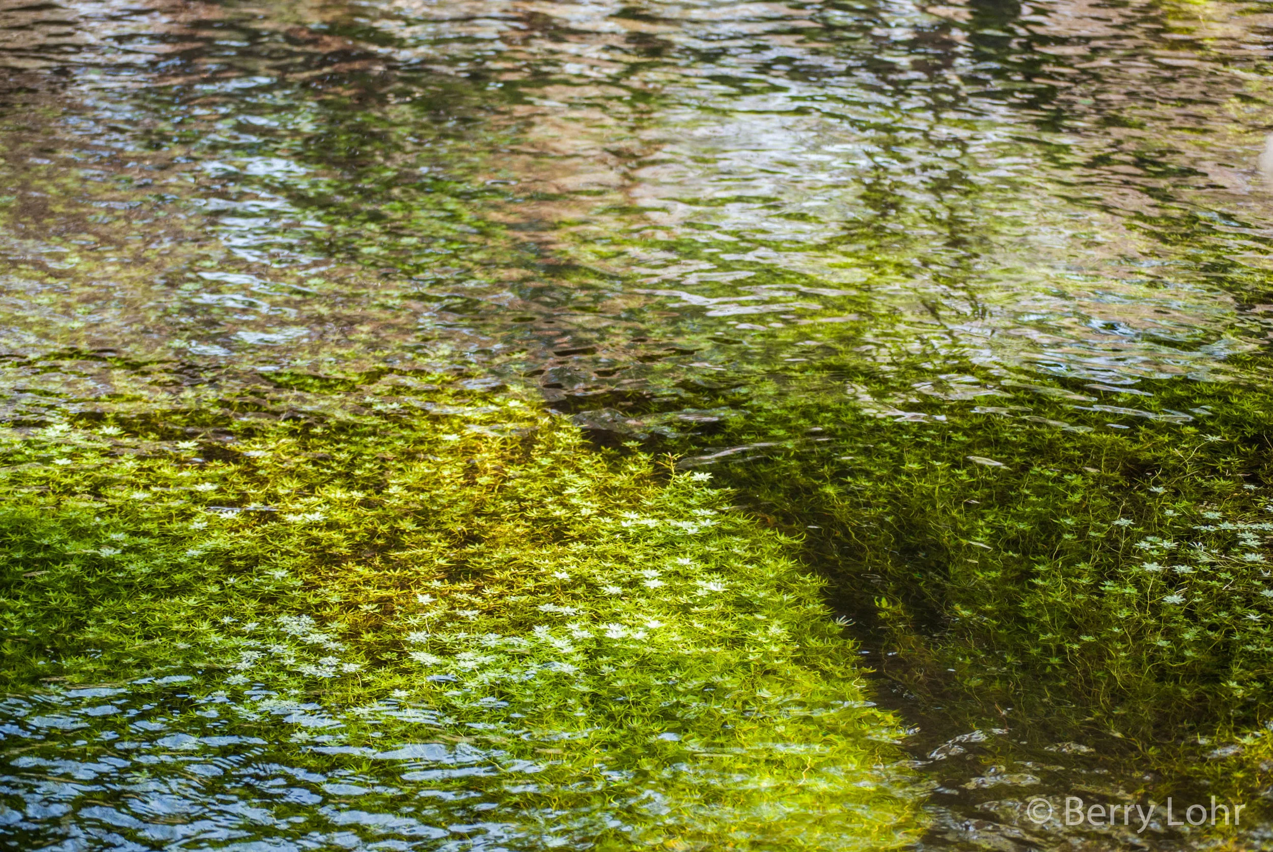 Moss underwater 1