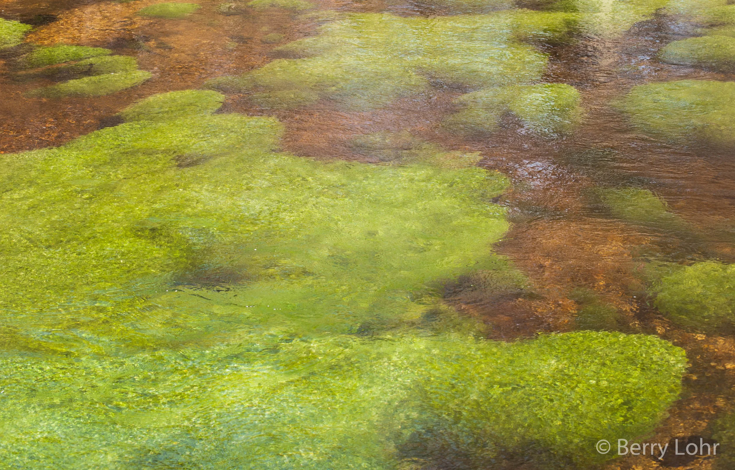 Moss underwater 2