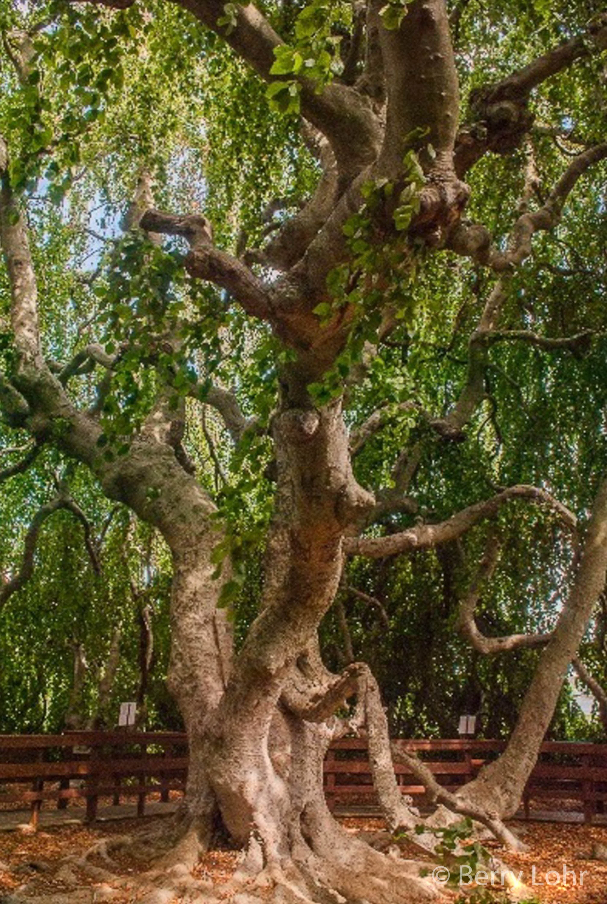 Tree 26