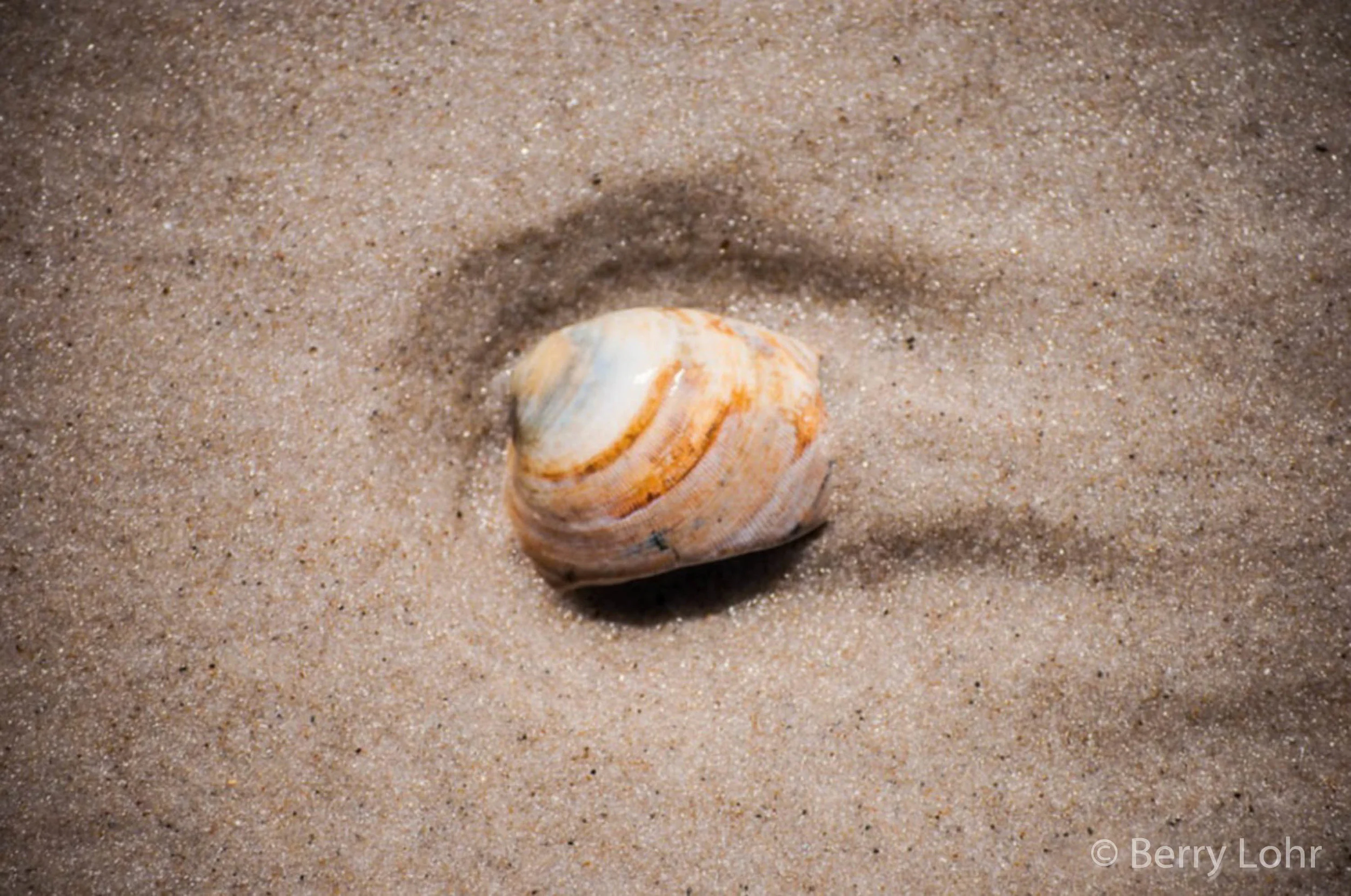 Shells 9