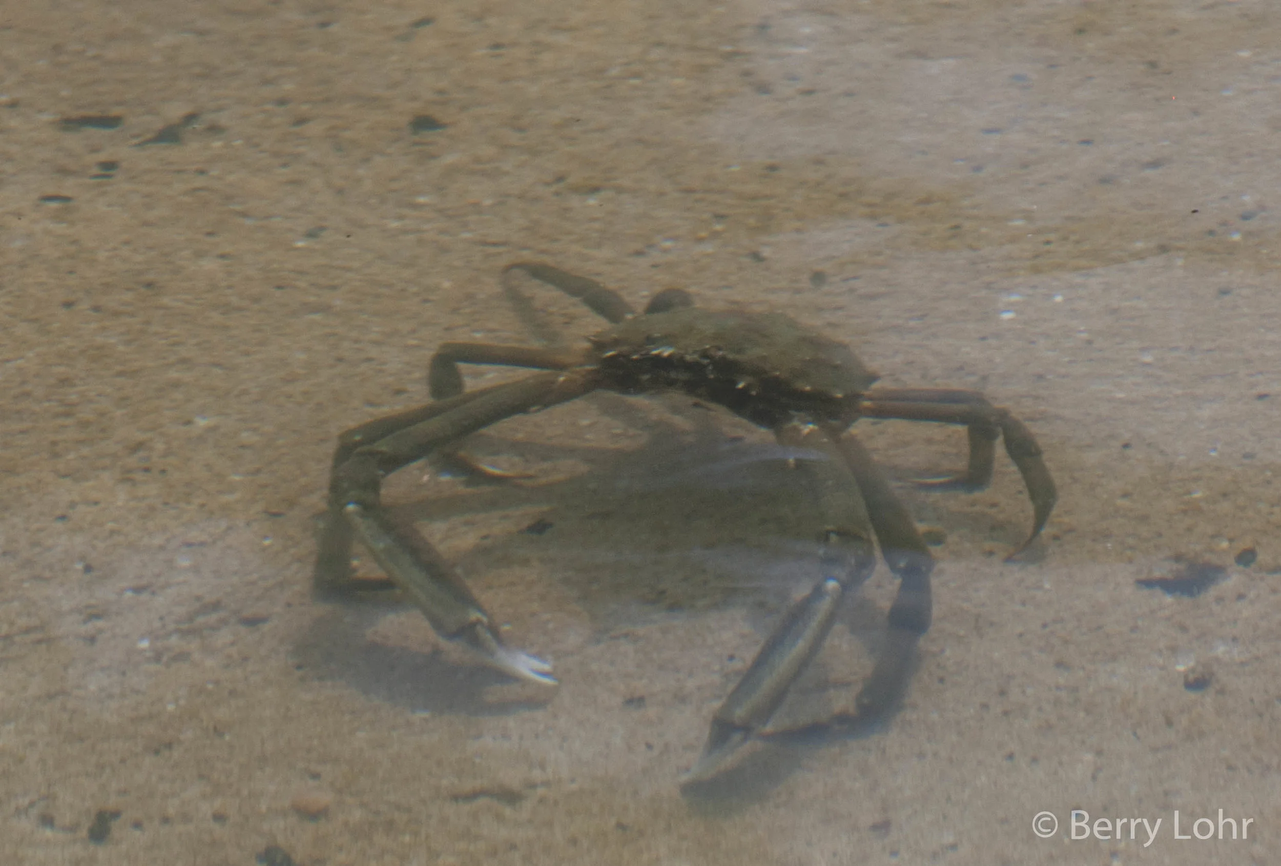 Crab 1