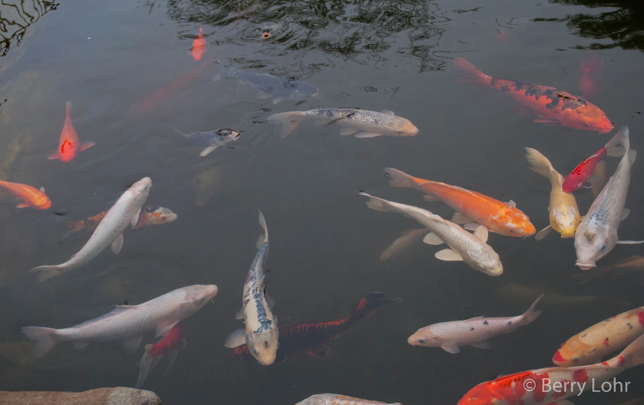Koi Fish 4