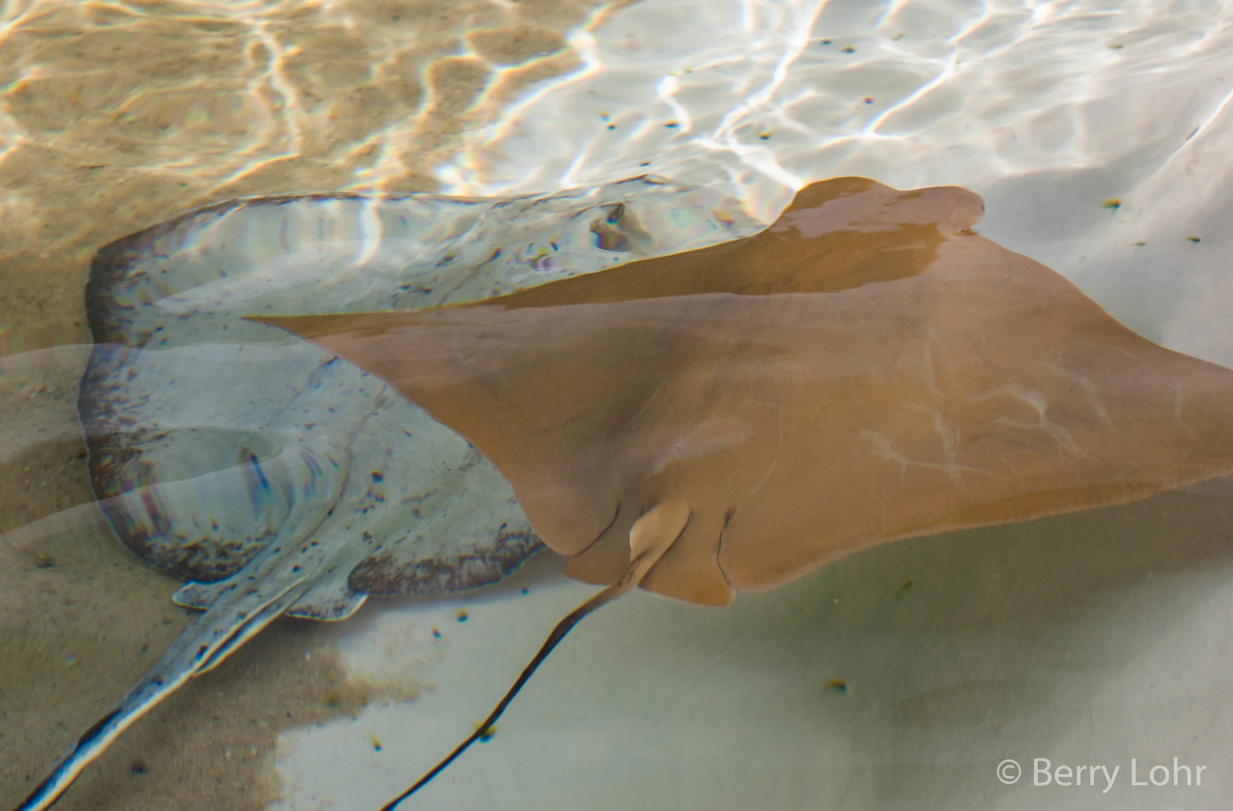 Stingray 2