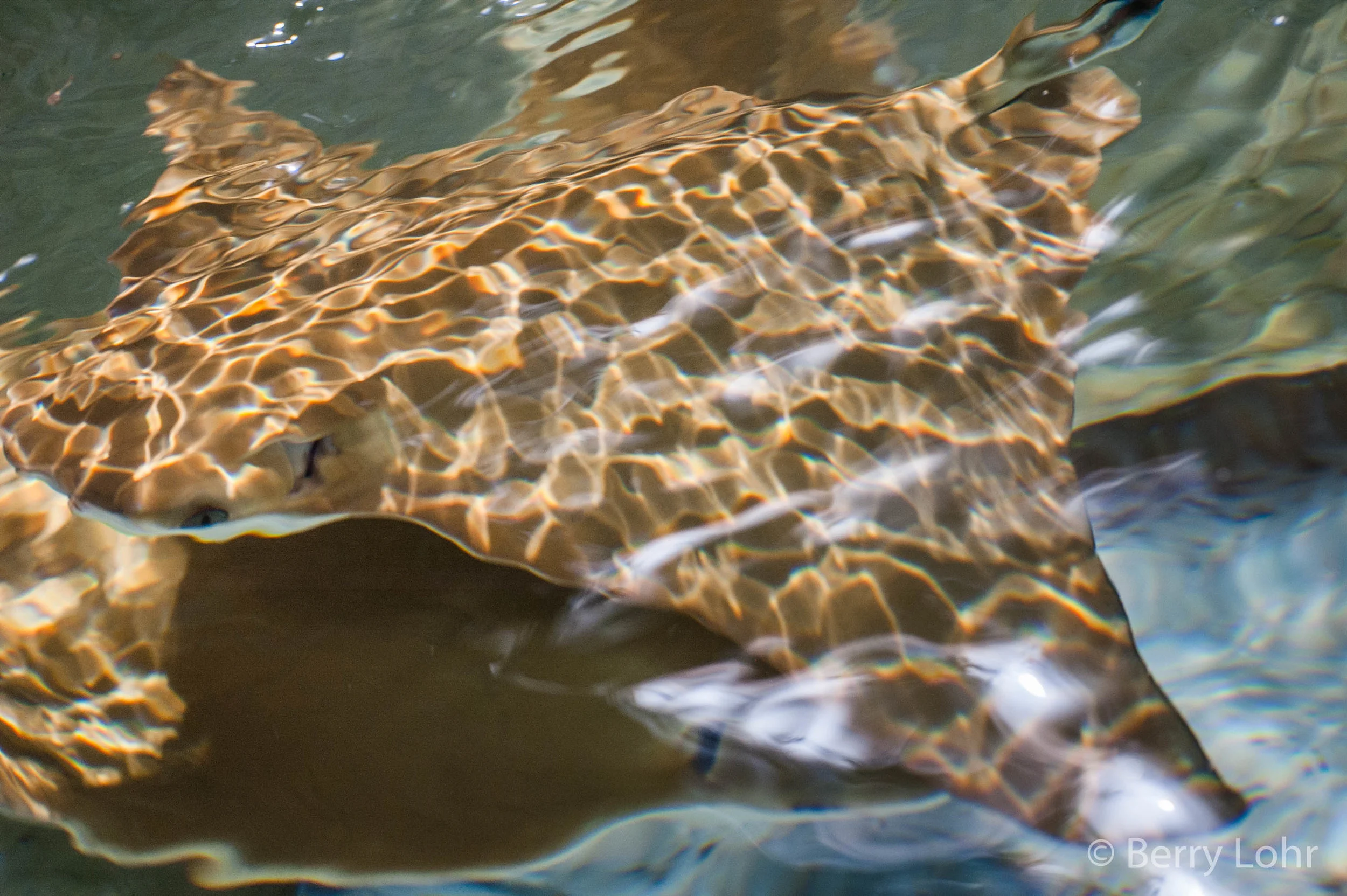 Stingray 1