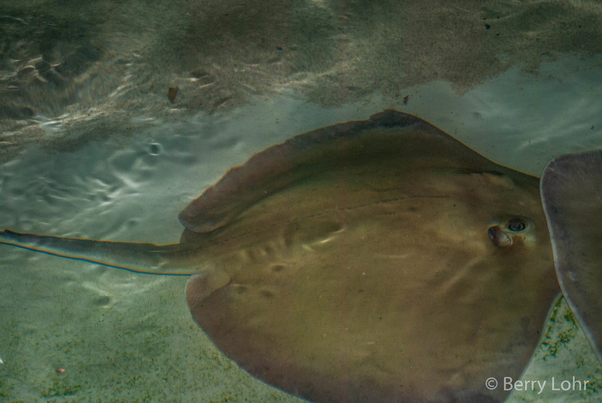 Stingray 5